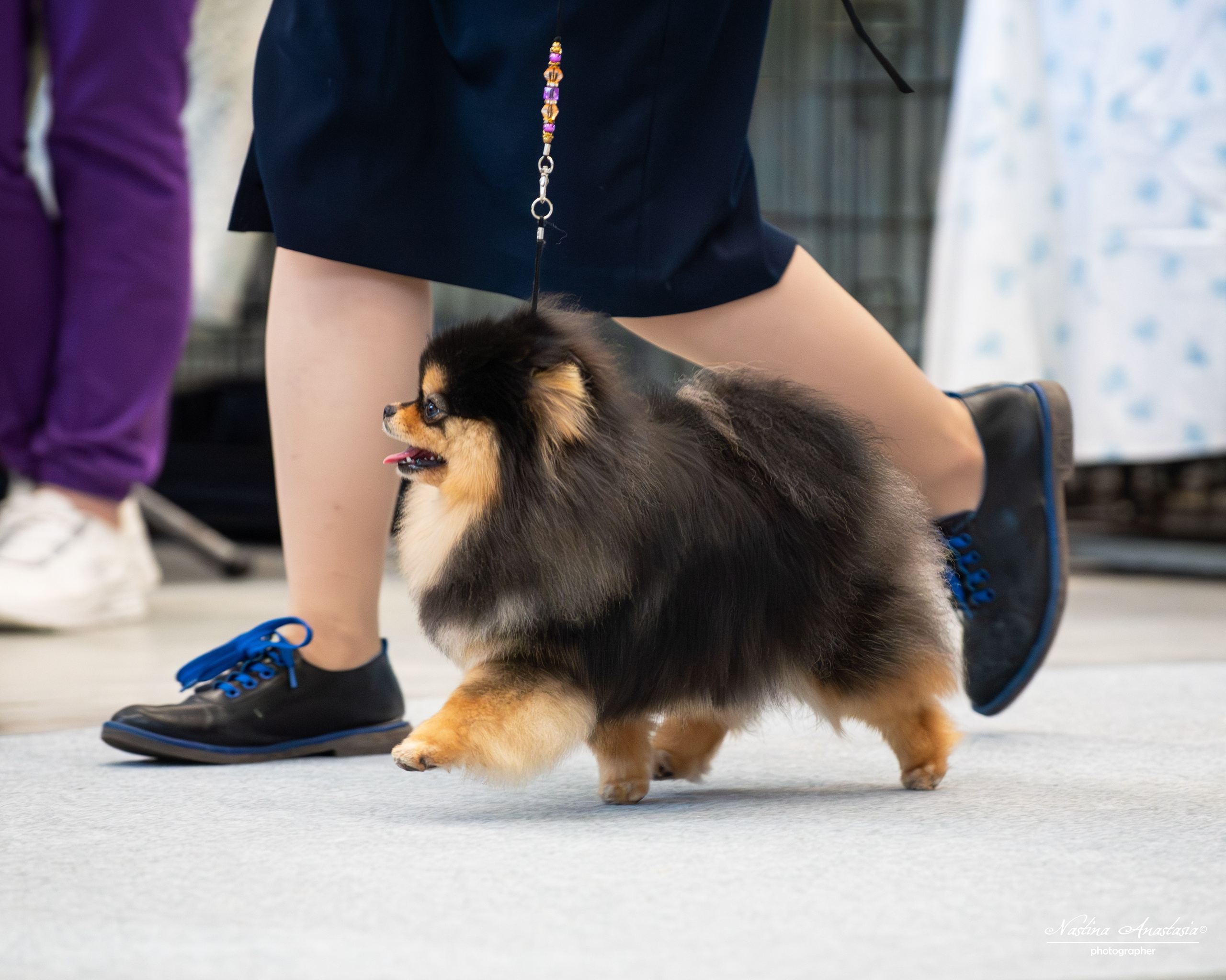 Выставки. Фотограф — Анималист