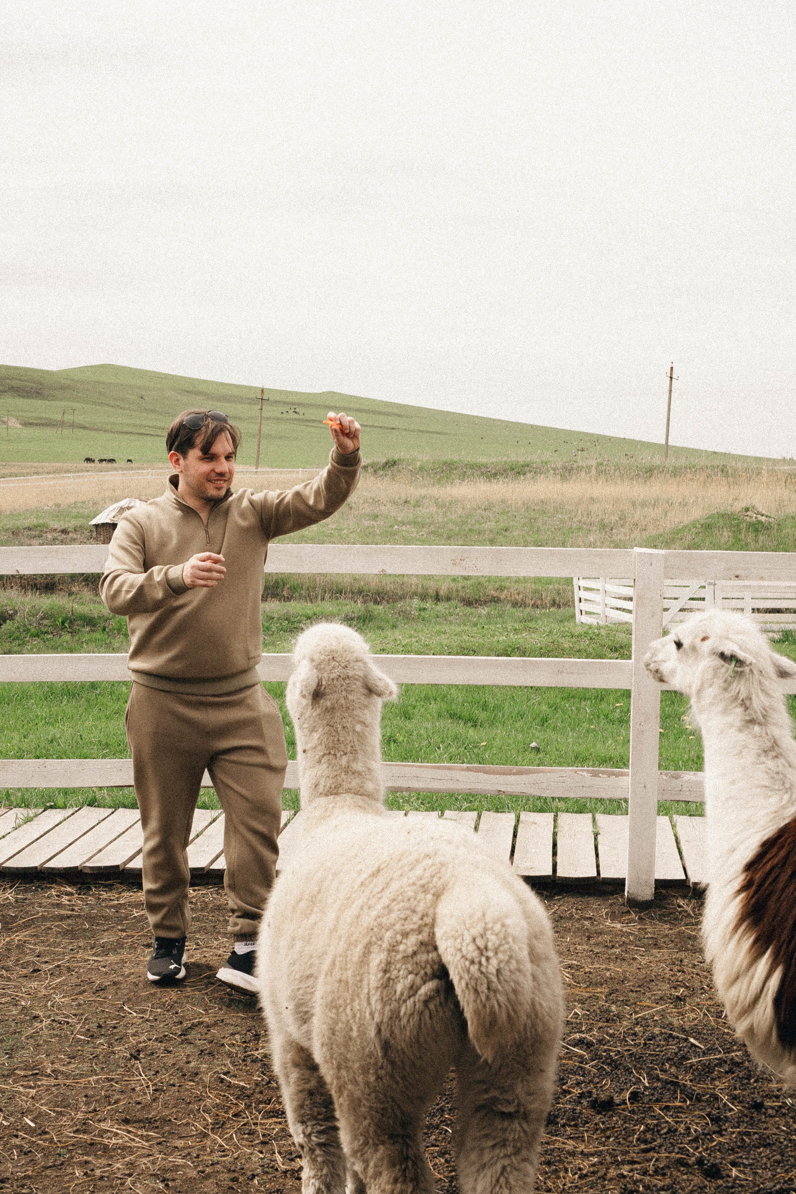 Ферма Альпак. Профессиональный фотограф, Санкт-Петербург — Виктория Богомолова