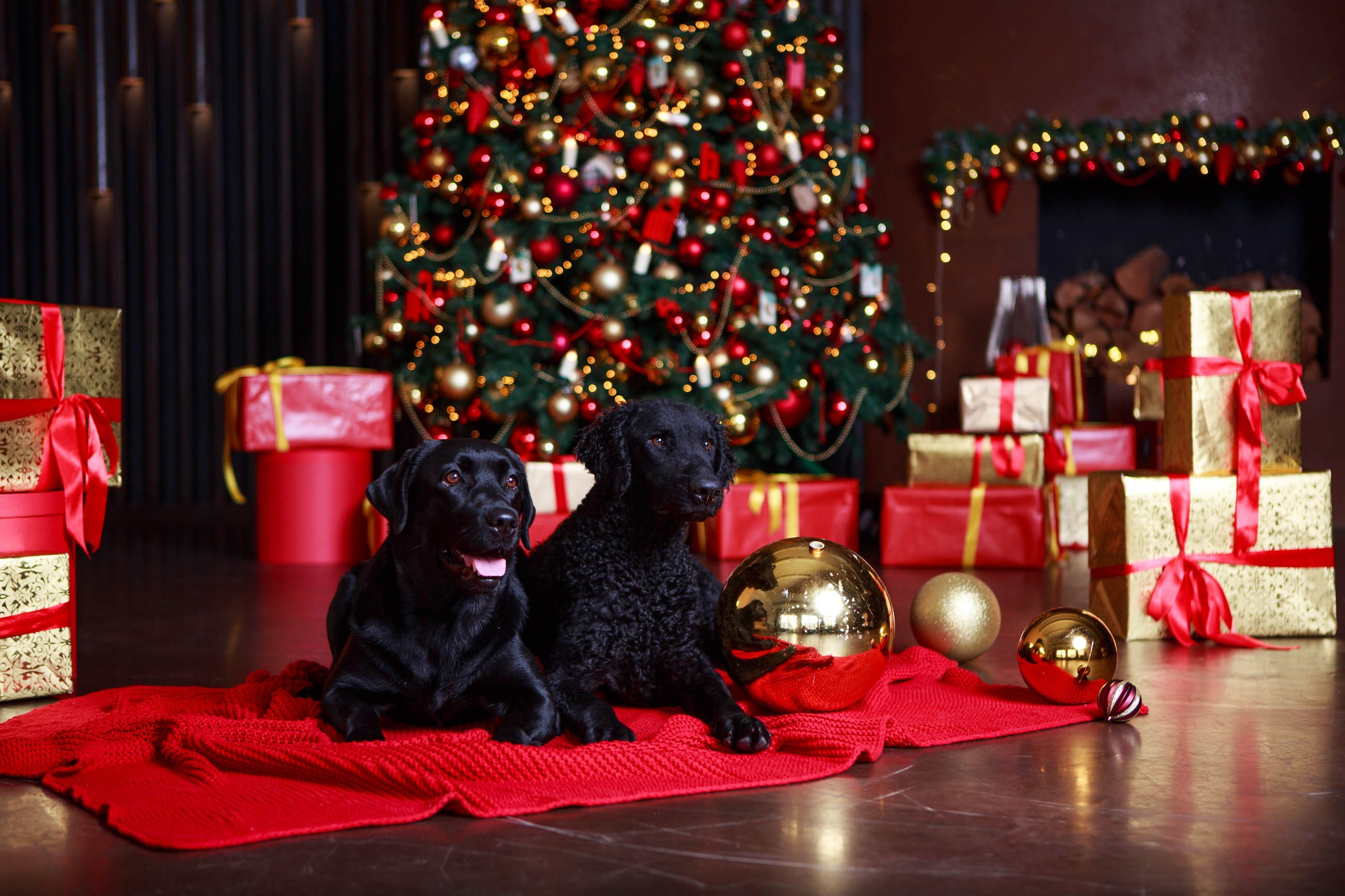 Лабрадор ретривер и курчавошерстный ретривер фотосессия на Новый год в фотостудии. Семейный и детский фотограф в Москве Мария Быкова