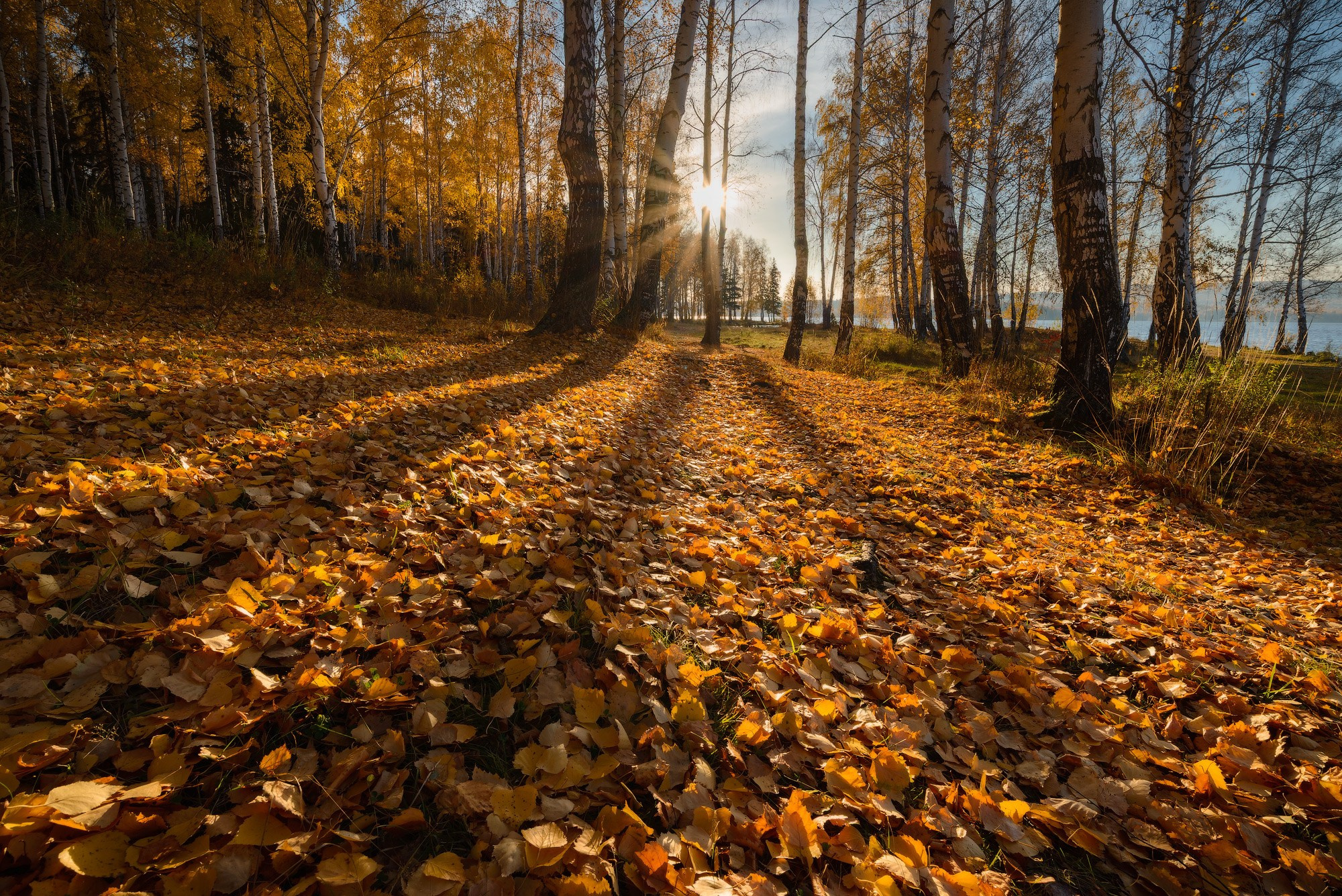Настоящая золотая осень: желтые листья, тени от берез и солнце, проглядывает сквозь деревья.