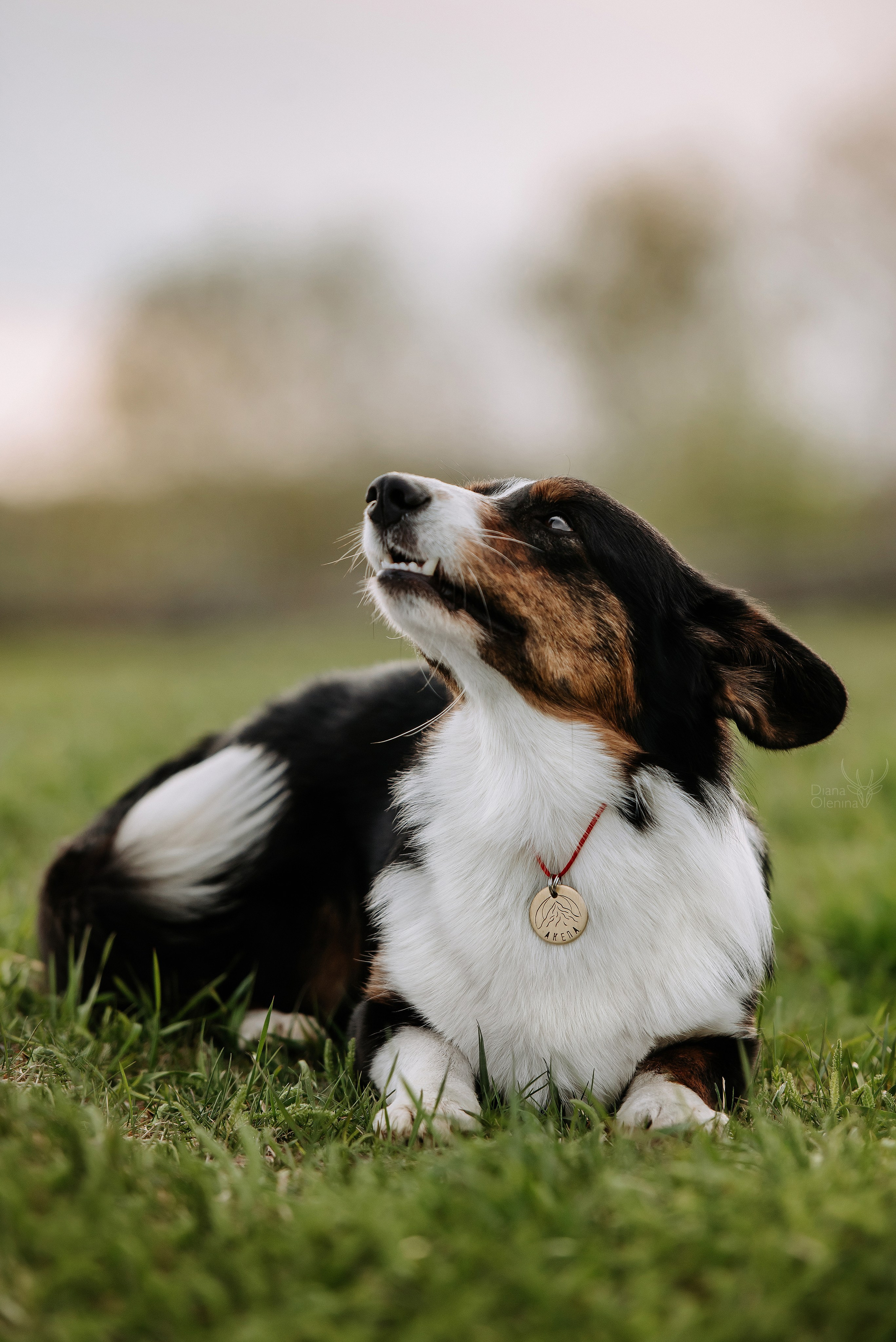 Собаки уличные. Фотограф Диана Оленина Красноярск / Братск