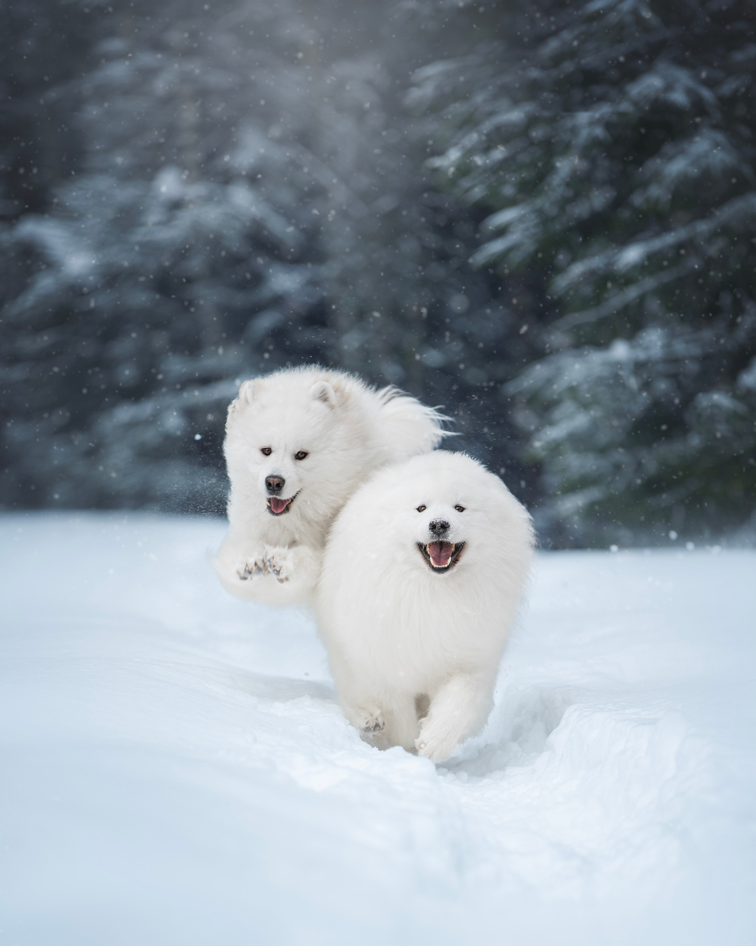 Фото собак, животных зимой. Фотограф анималист в Москве Майорова Евгения
