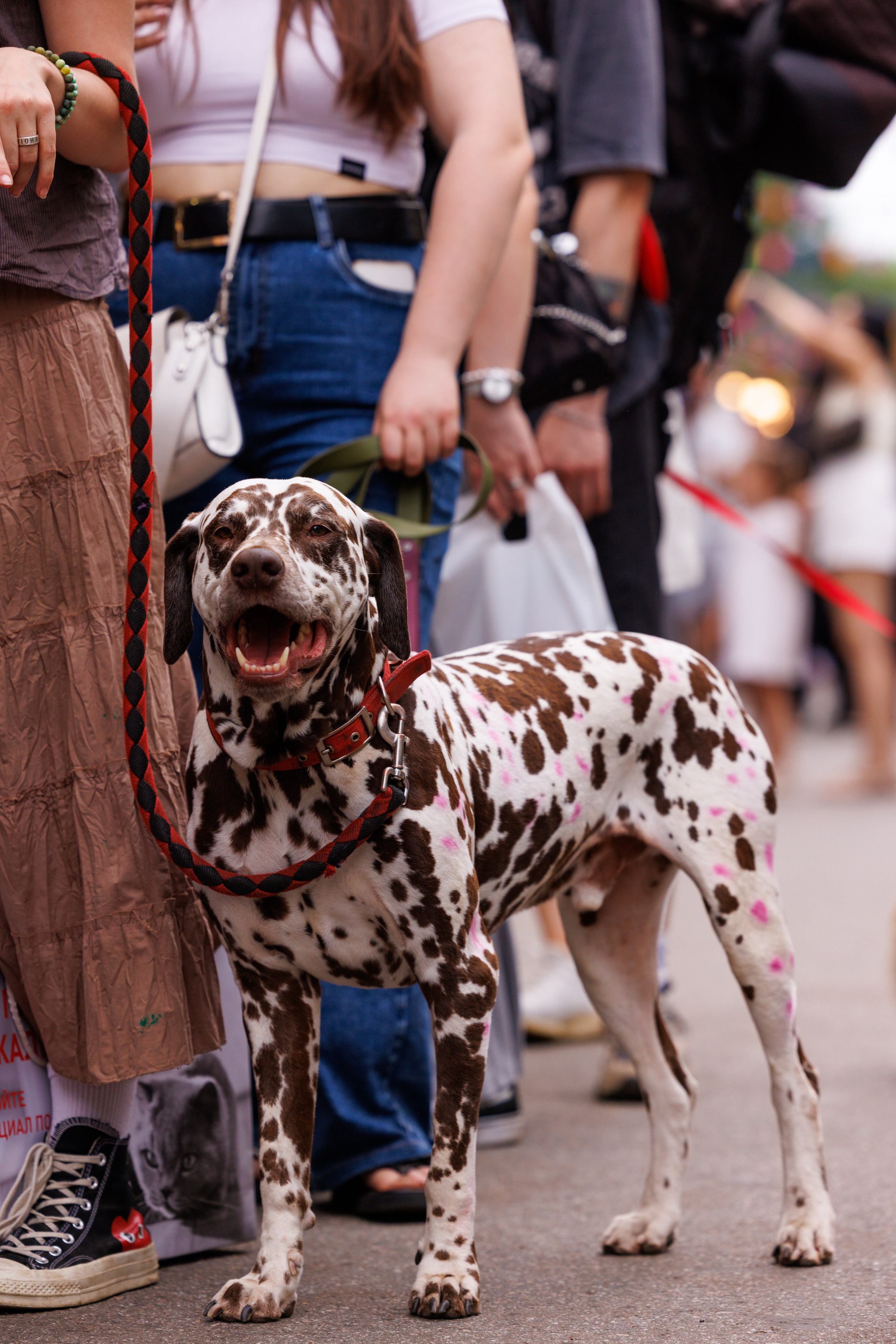 PetShopDays2026. Фотограф Александр Заломаев