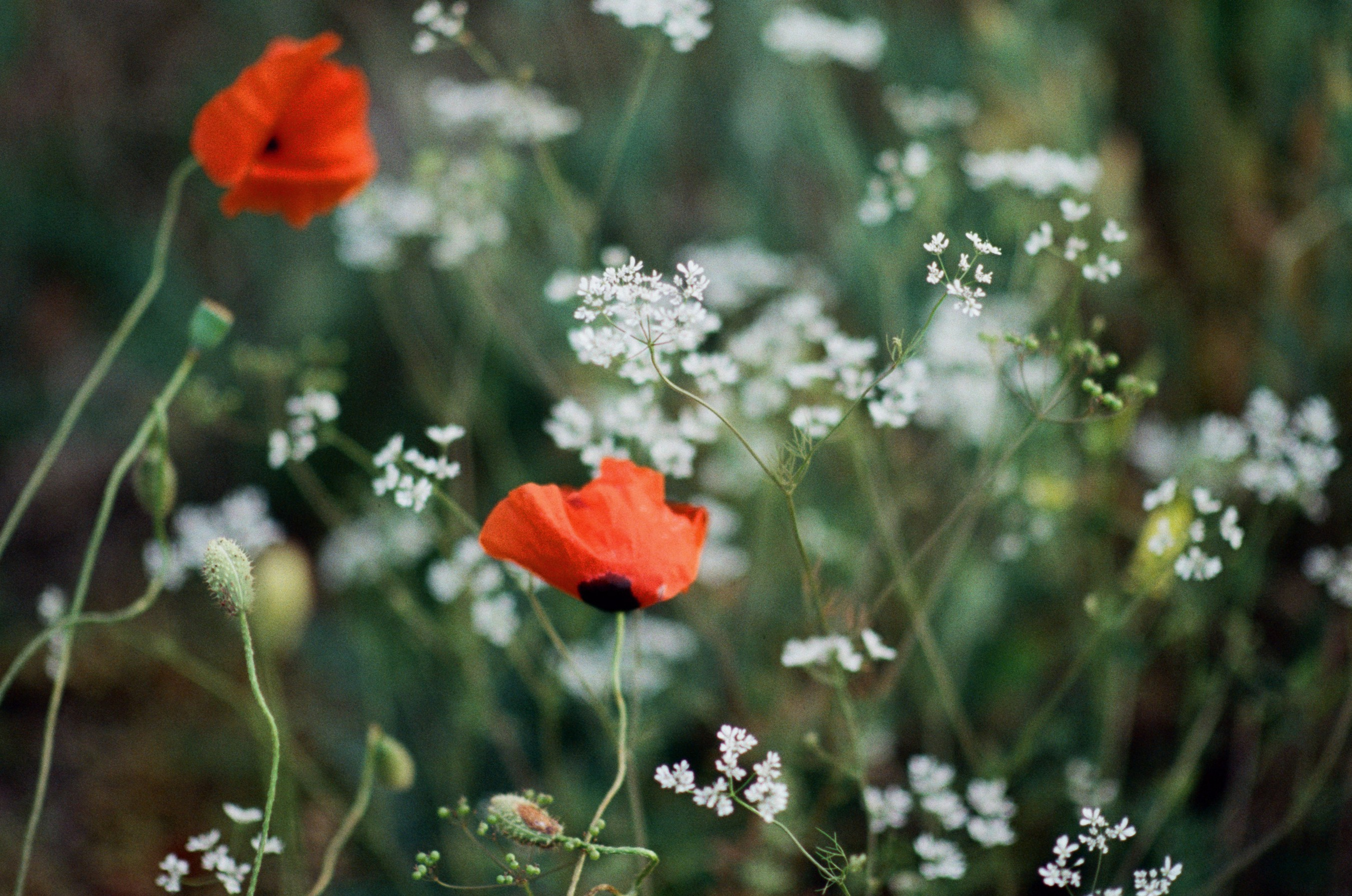 Silver strings // ukraine, crimea V. EVER EXPOSED