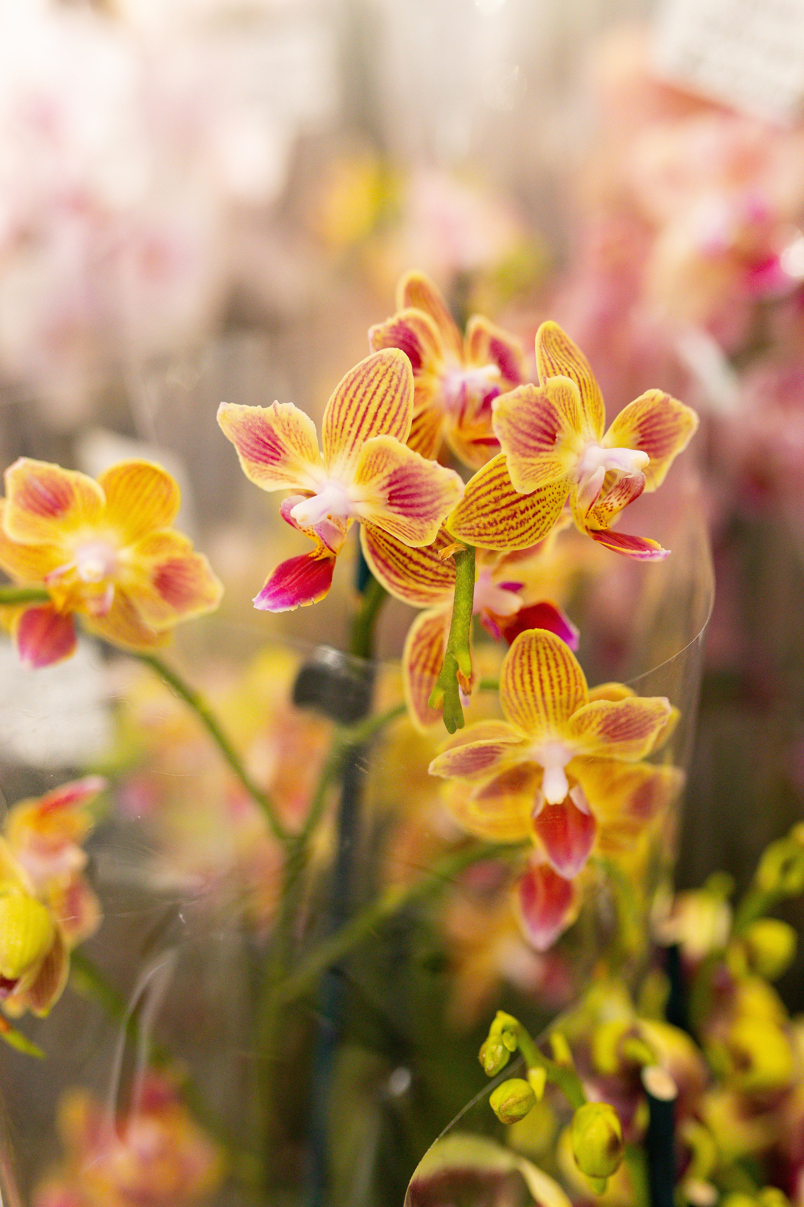 Орхидиум сентябрь 2025. Александра Куликова фотограф, Москва