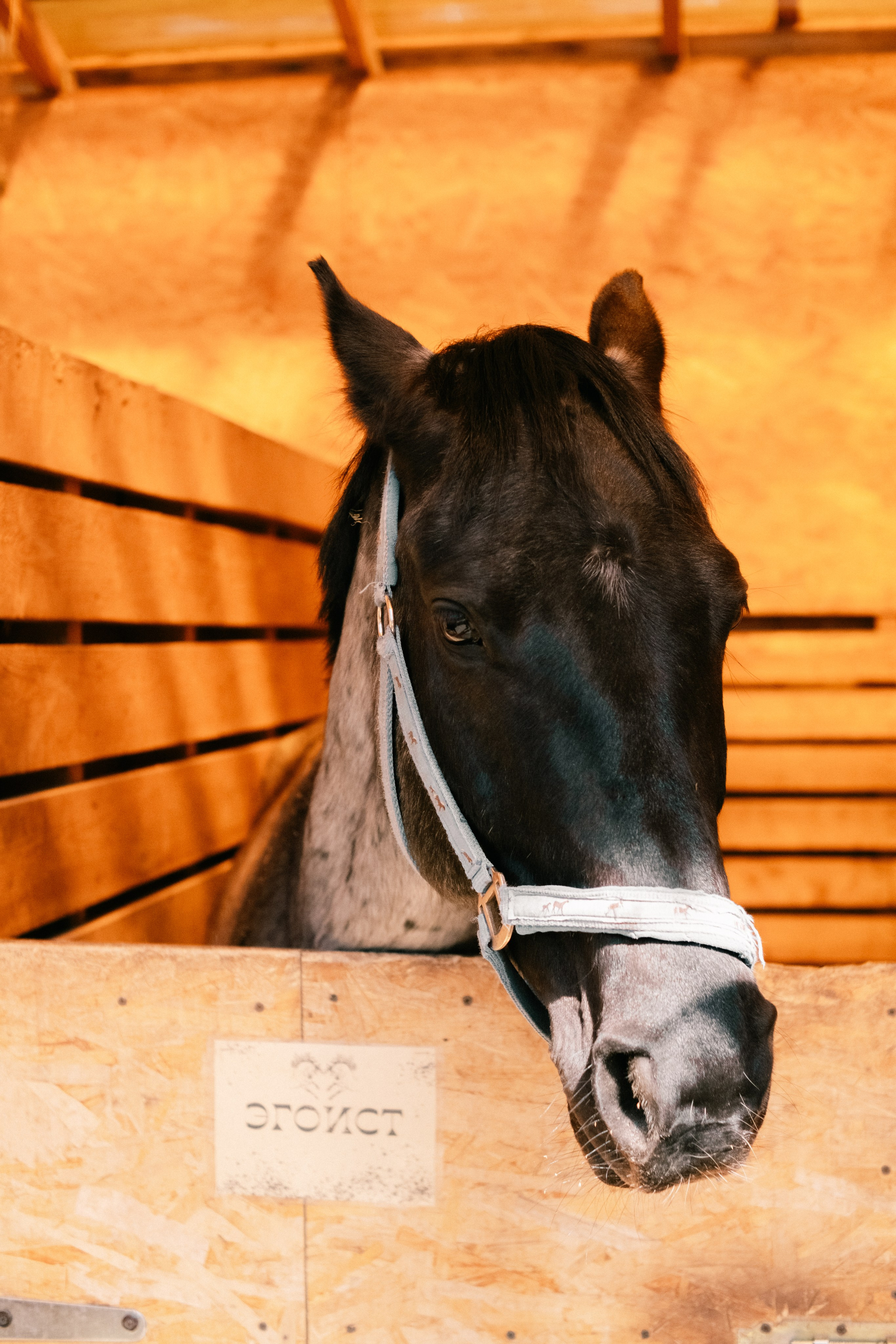 Наташа. Съёмка с лошадкой. Lickord