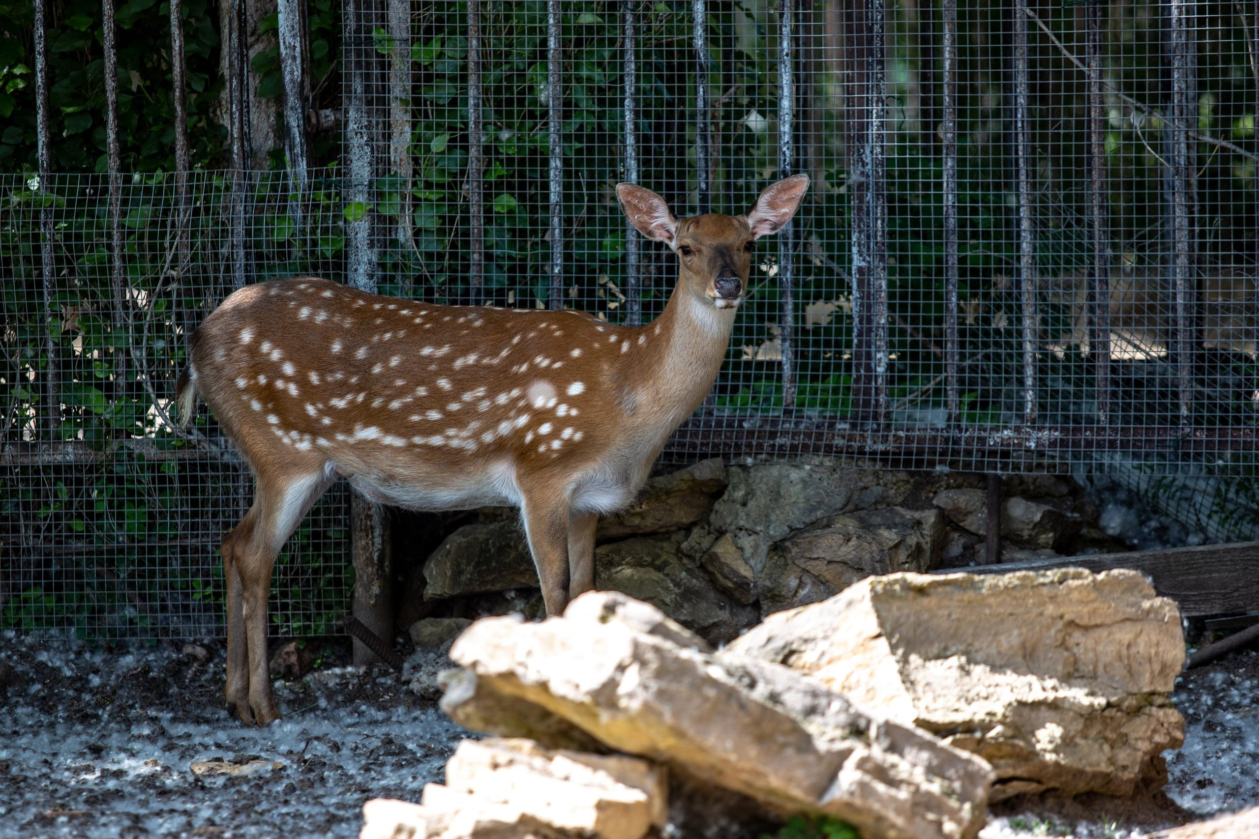 Зооботанический сад. Photographer Sonkina Tatiana (Tanya Ash)