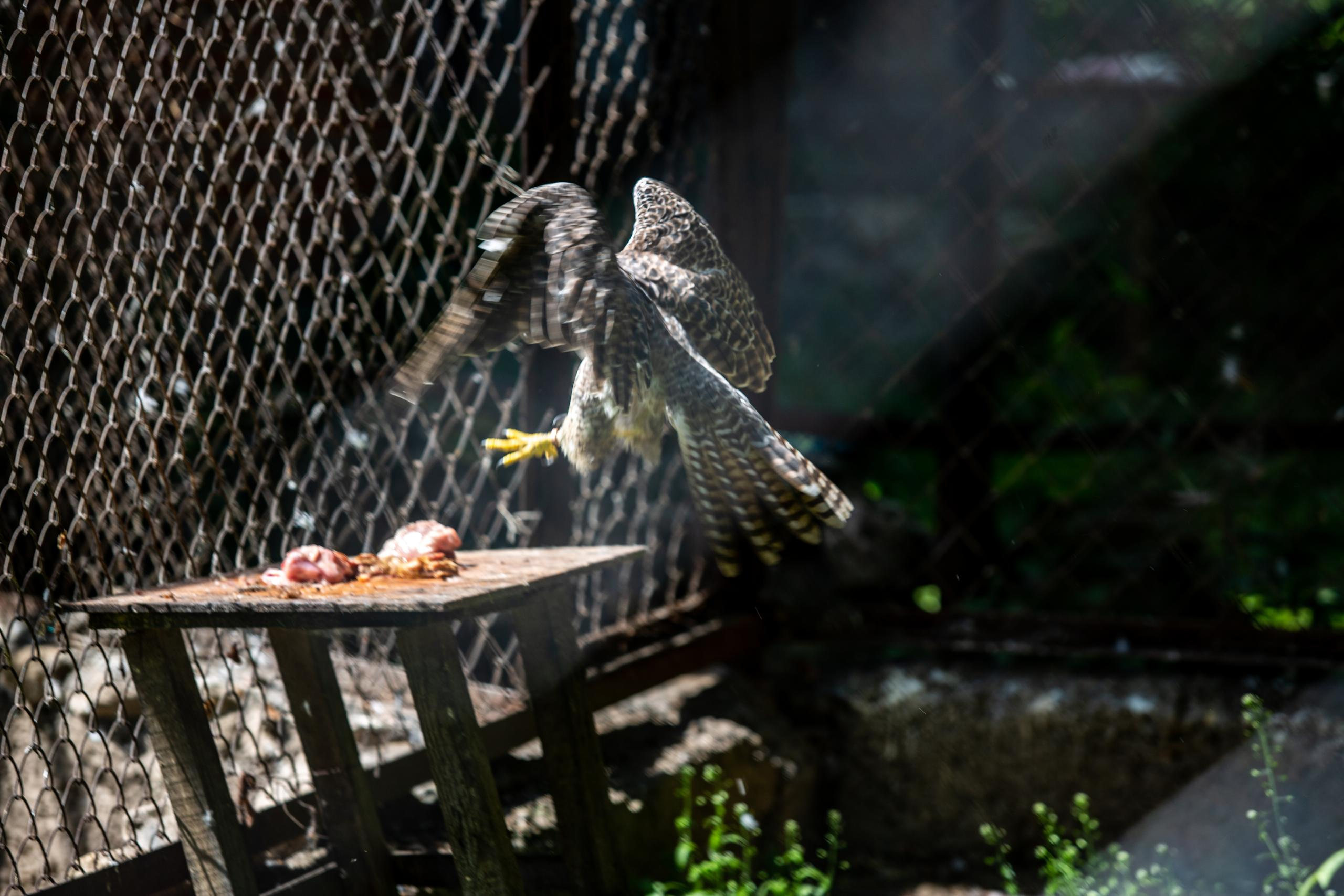 Зооботанический сад. Photographer Sonkina Tatiana (Tanya Ash)