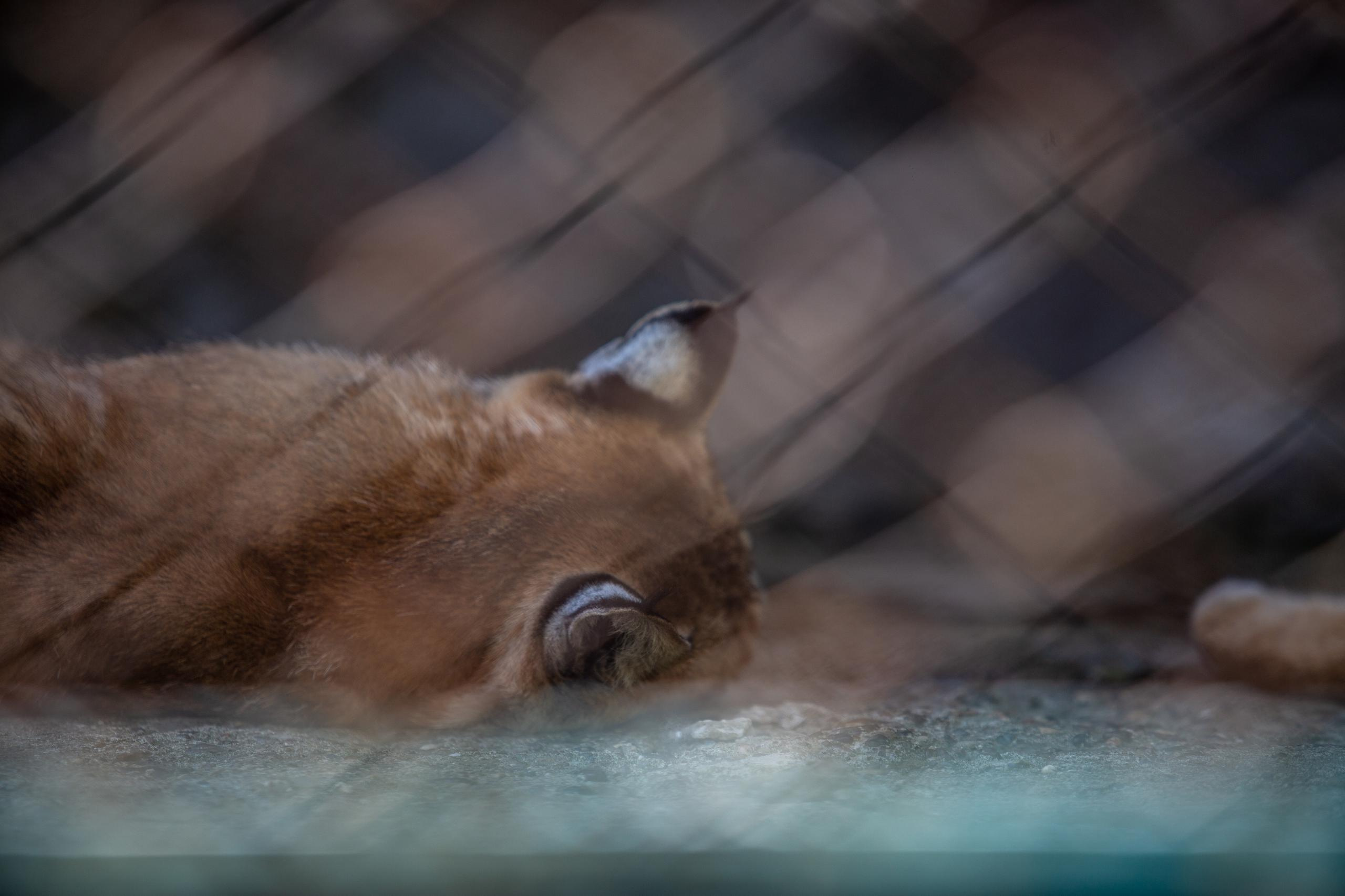 Зооботанический сад. Photographer Sonkina Tatiana (Tanya Ash)