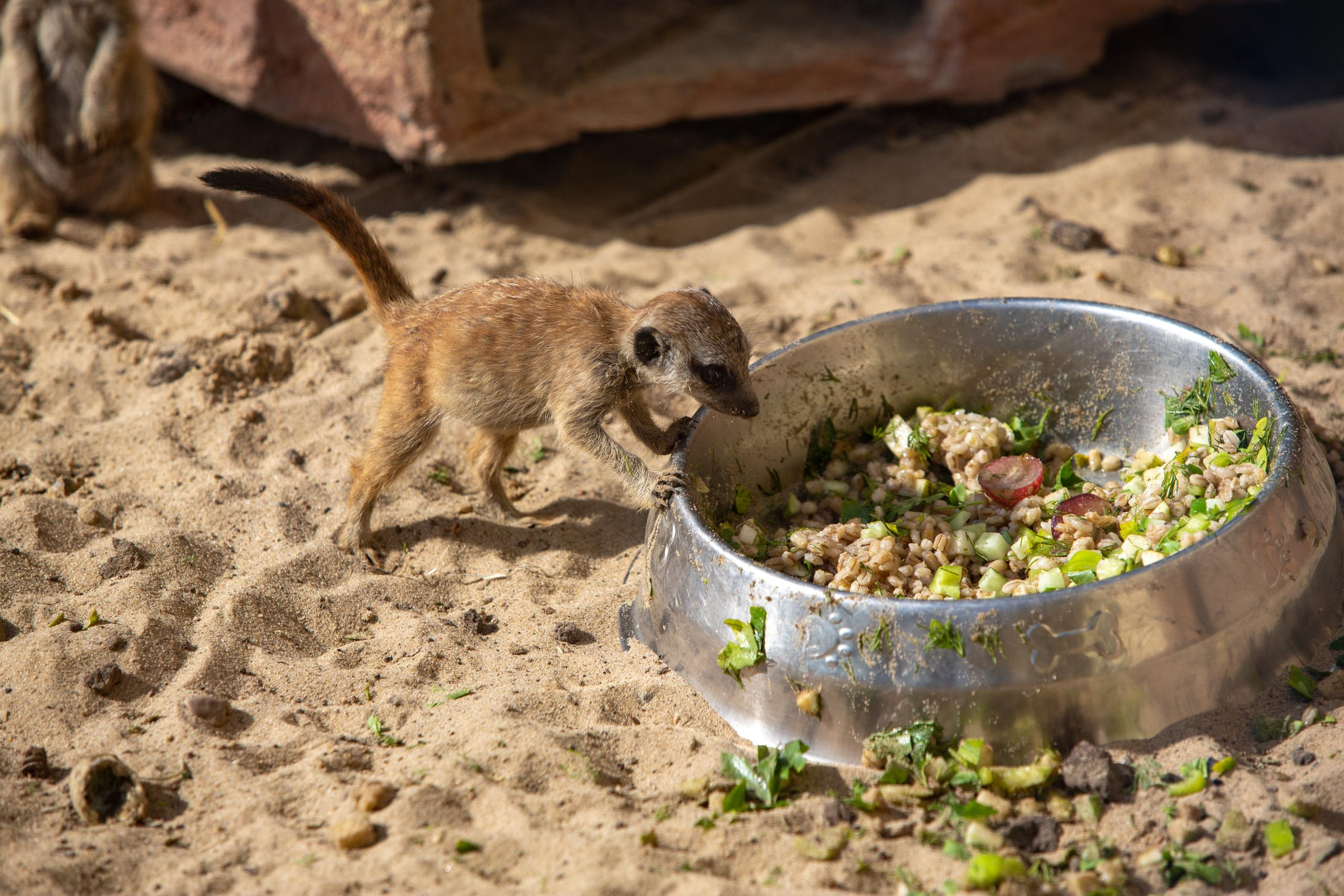 Зооботанический сад. Photographer Sonkina Tatiana (Tanya Ash)