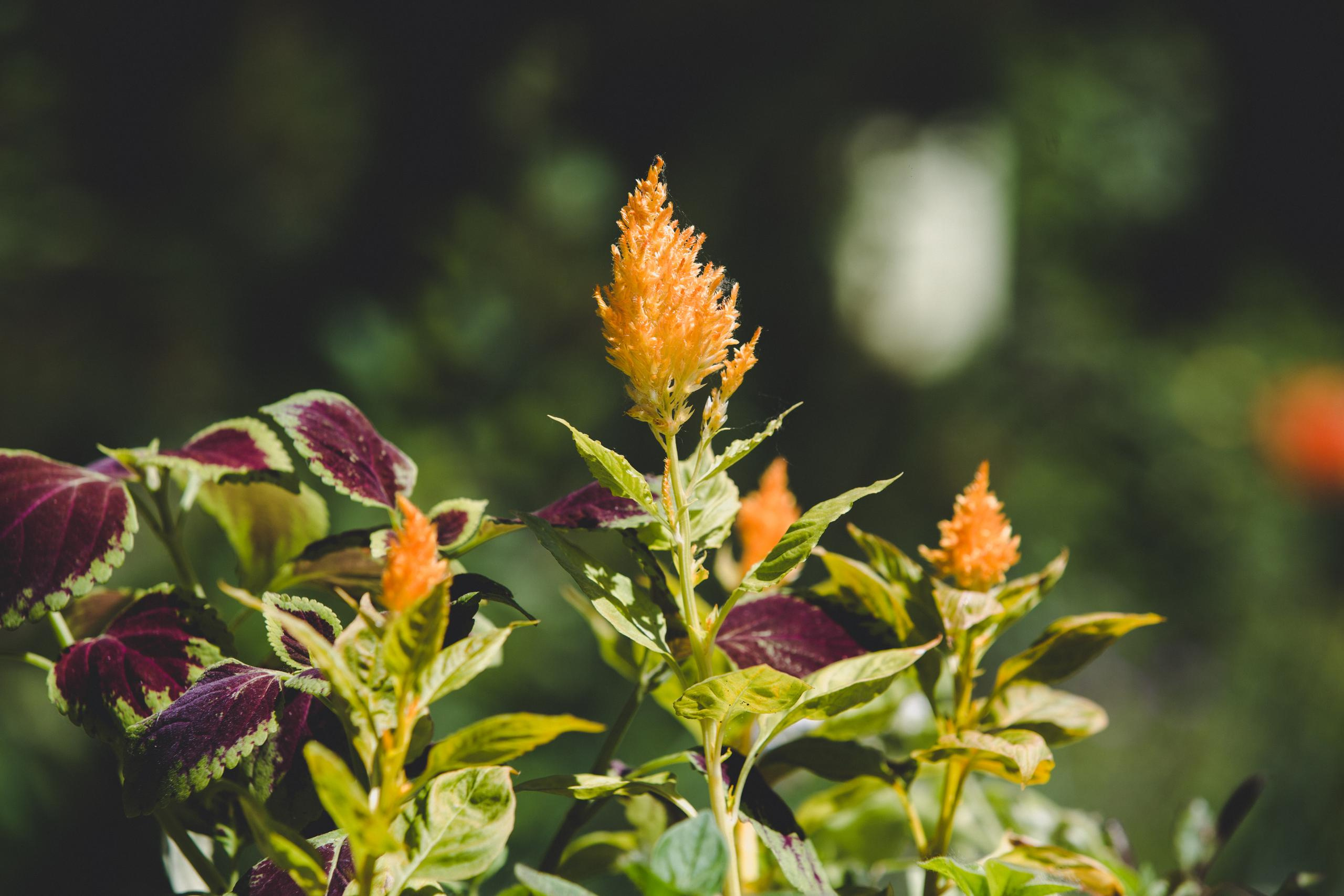 Зооботанический сад. Photographer Sonkina Tatiana (Tanya Ash)