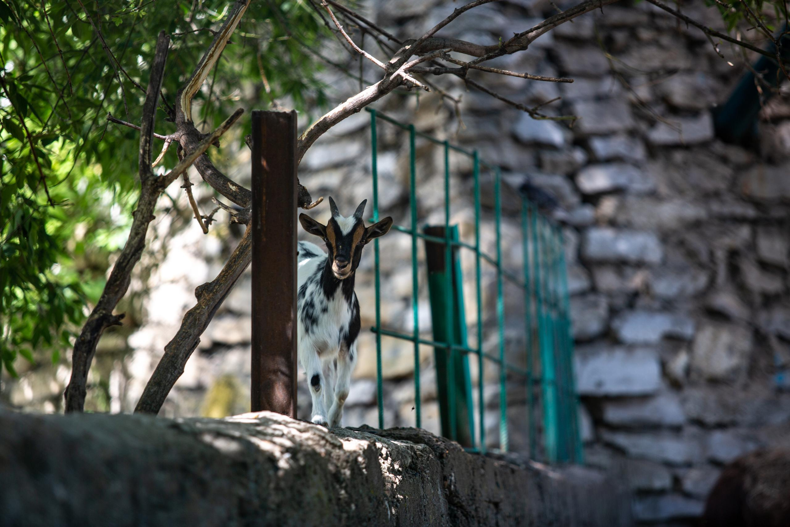 Зооботанический сад. Photographer Sonkina Tatiana (Tanya Ash)