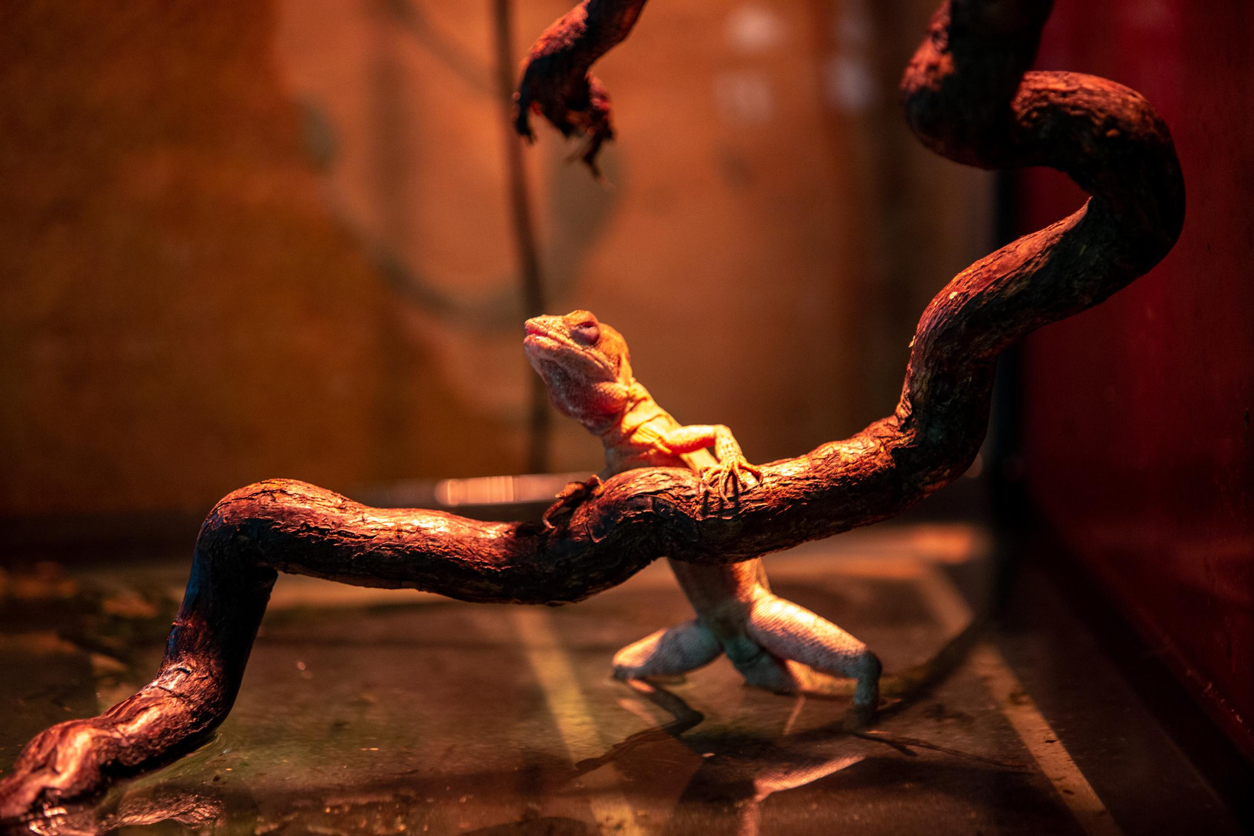 Зооботанический сад. Photographer Sonkina Tatiana (Tanya Ash)