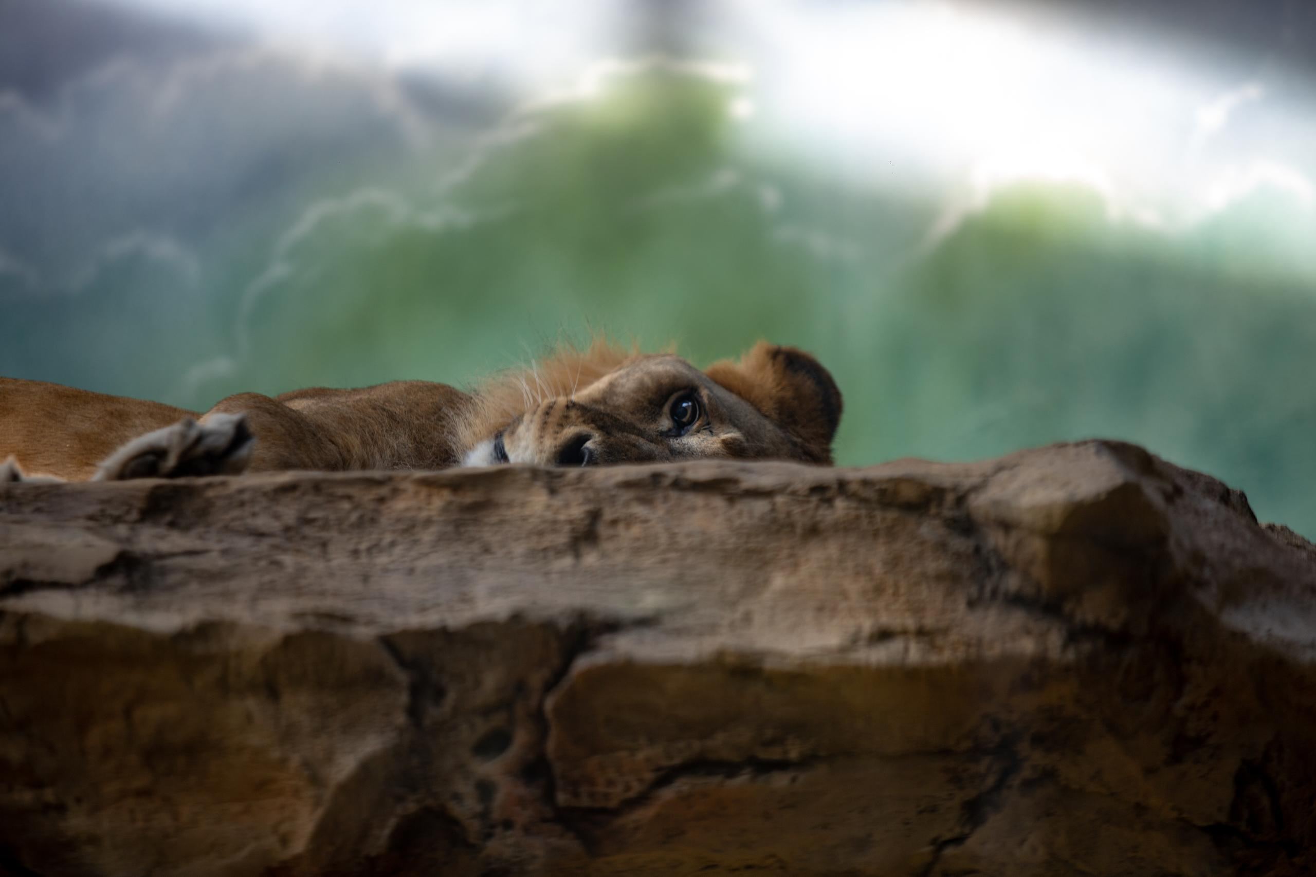 Зооботанический сад. Photographer Sonkina Tatiana (Tanya Ash)