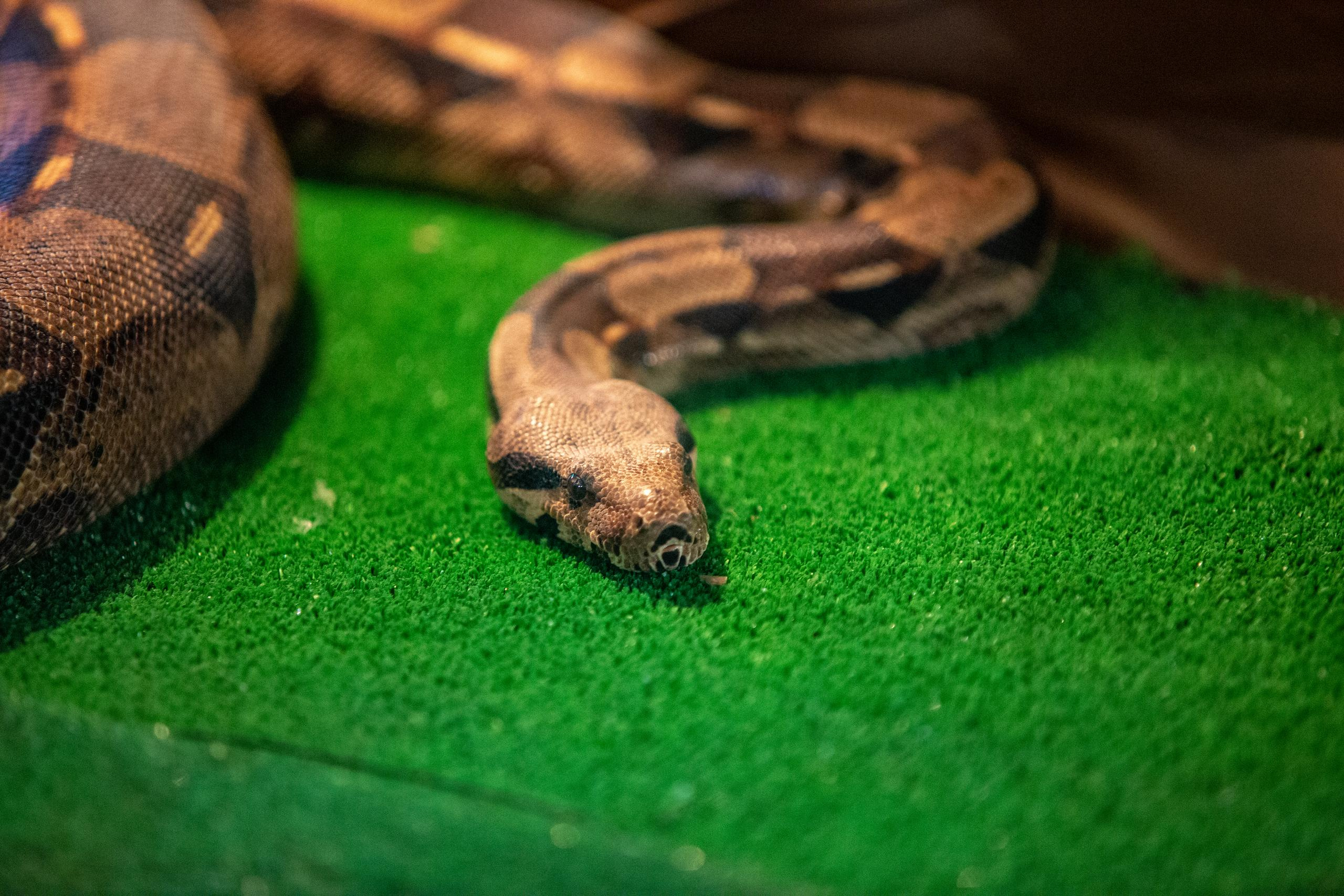 Зооботанический сад. Photographer Sonkina Tatiana (Tanya Ash)