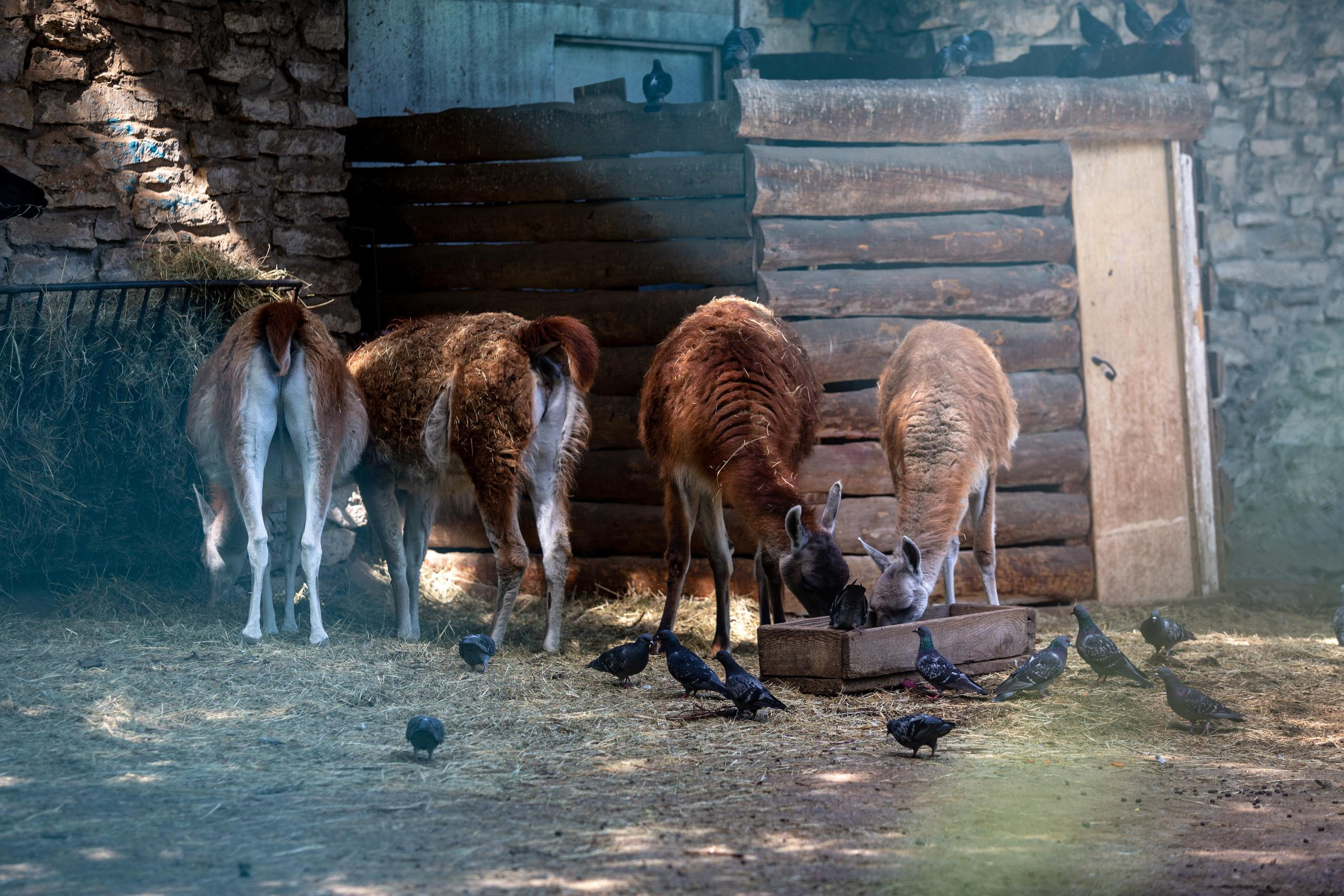 Зооботанический сад. Photographer Sonkina Tatiana (Tanya Ash)