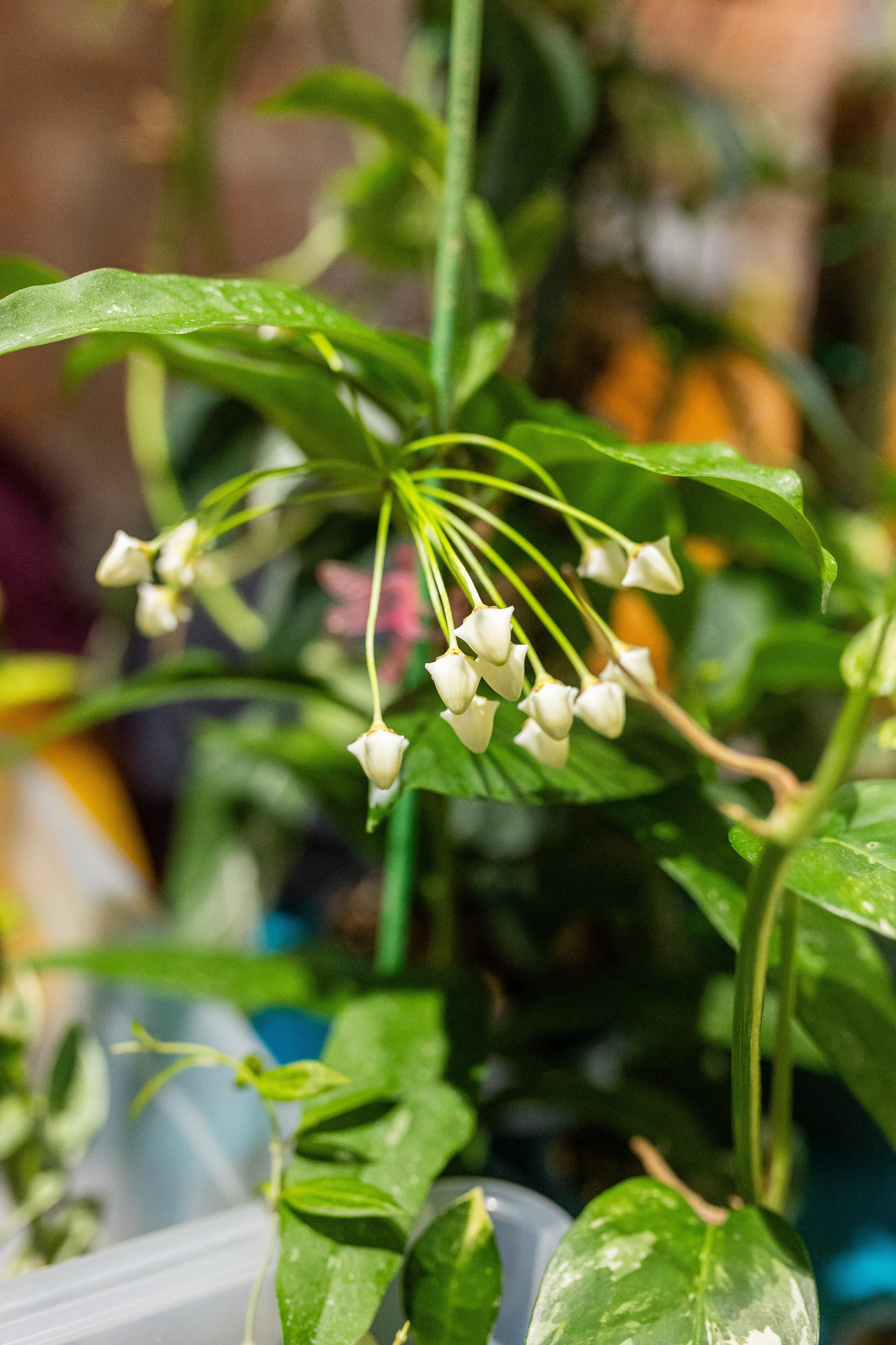 GreenRare ярмарка 2024. Александра Куликова фотограф, Москва