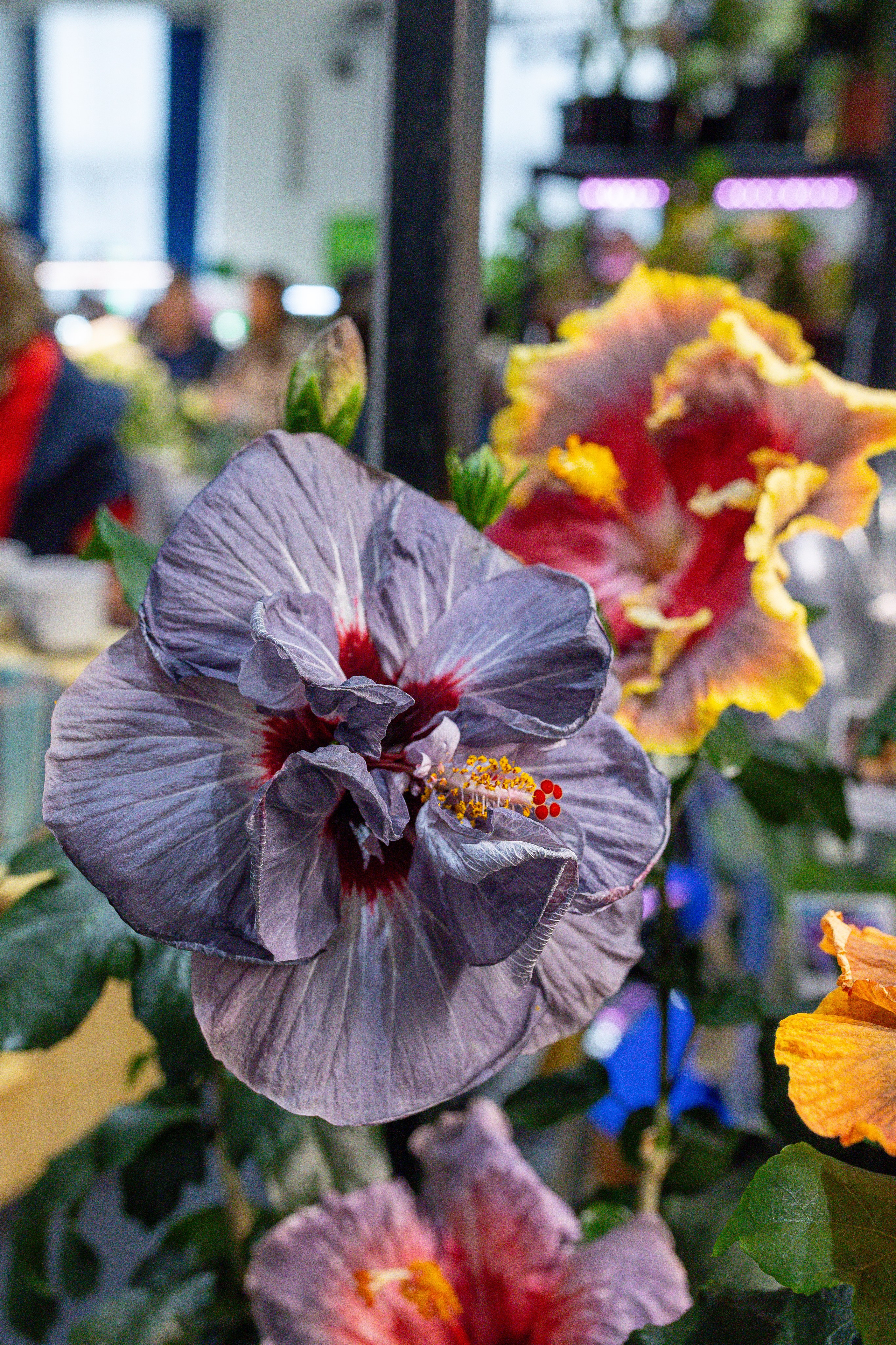 Монстериум 11–12 октября. Александра Куликова фотограф, Москва