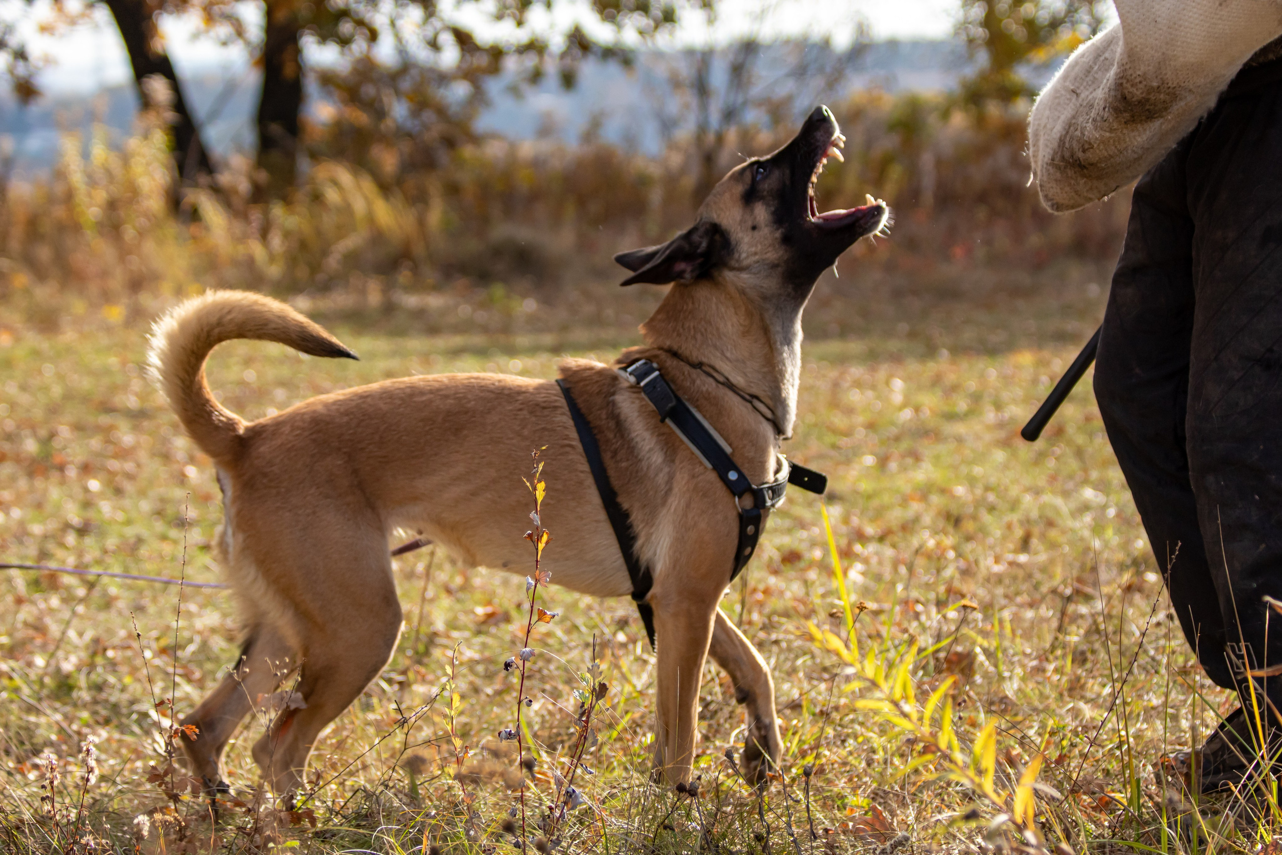 Тренинг защитного раздела. Фотограф анималист — Тула, Москва