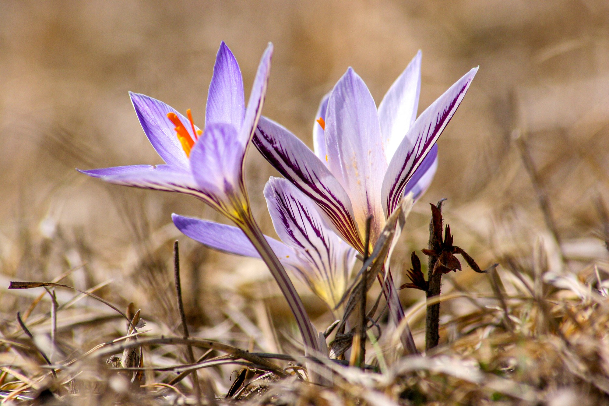 Цветочки-лепесточки. Фотография — это воспоминания…