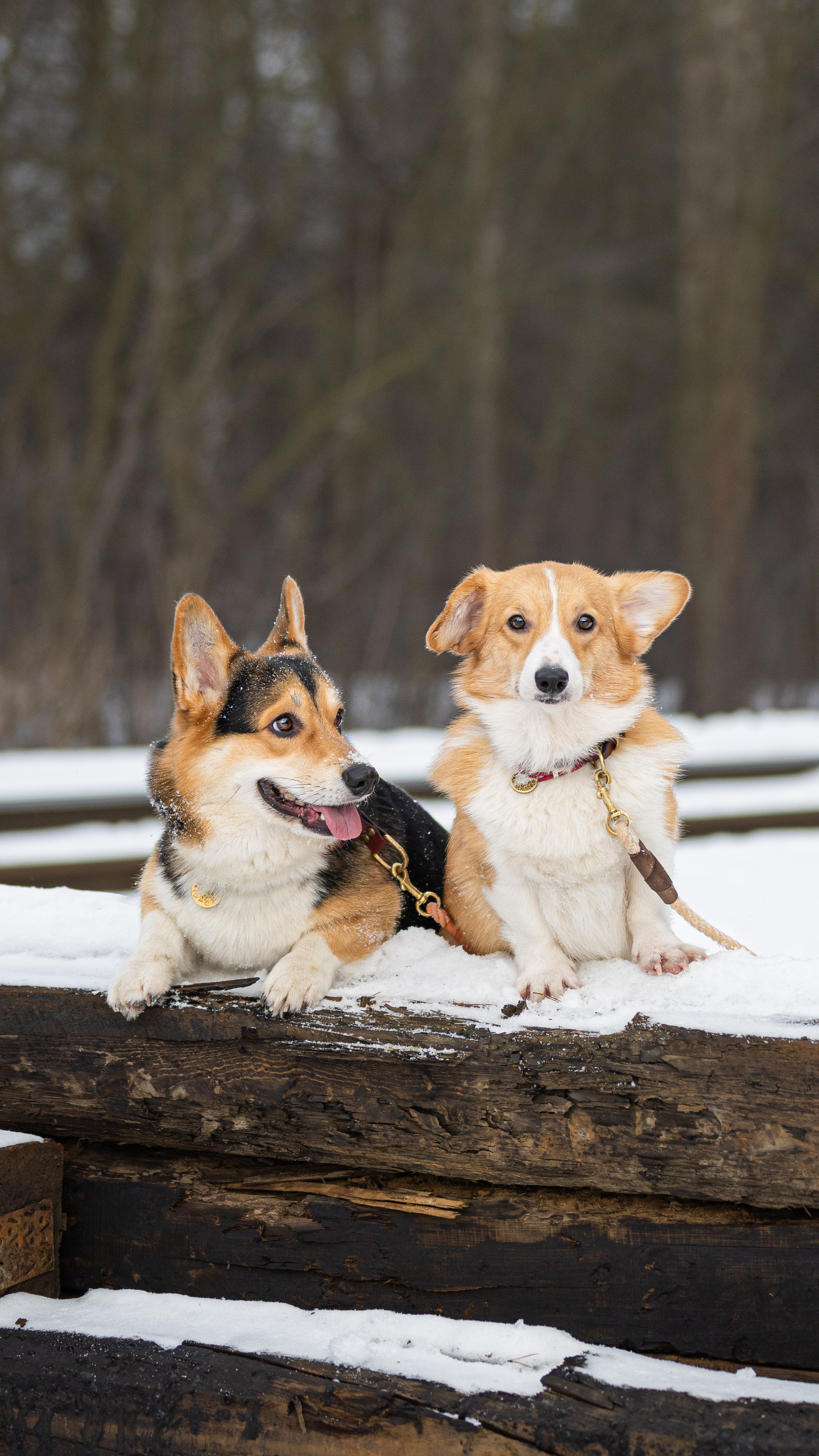 Вы и ваши питомцы. Фотограф в Санкт-Петербурге Александра Ладыгина