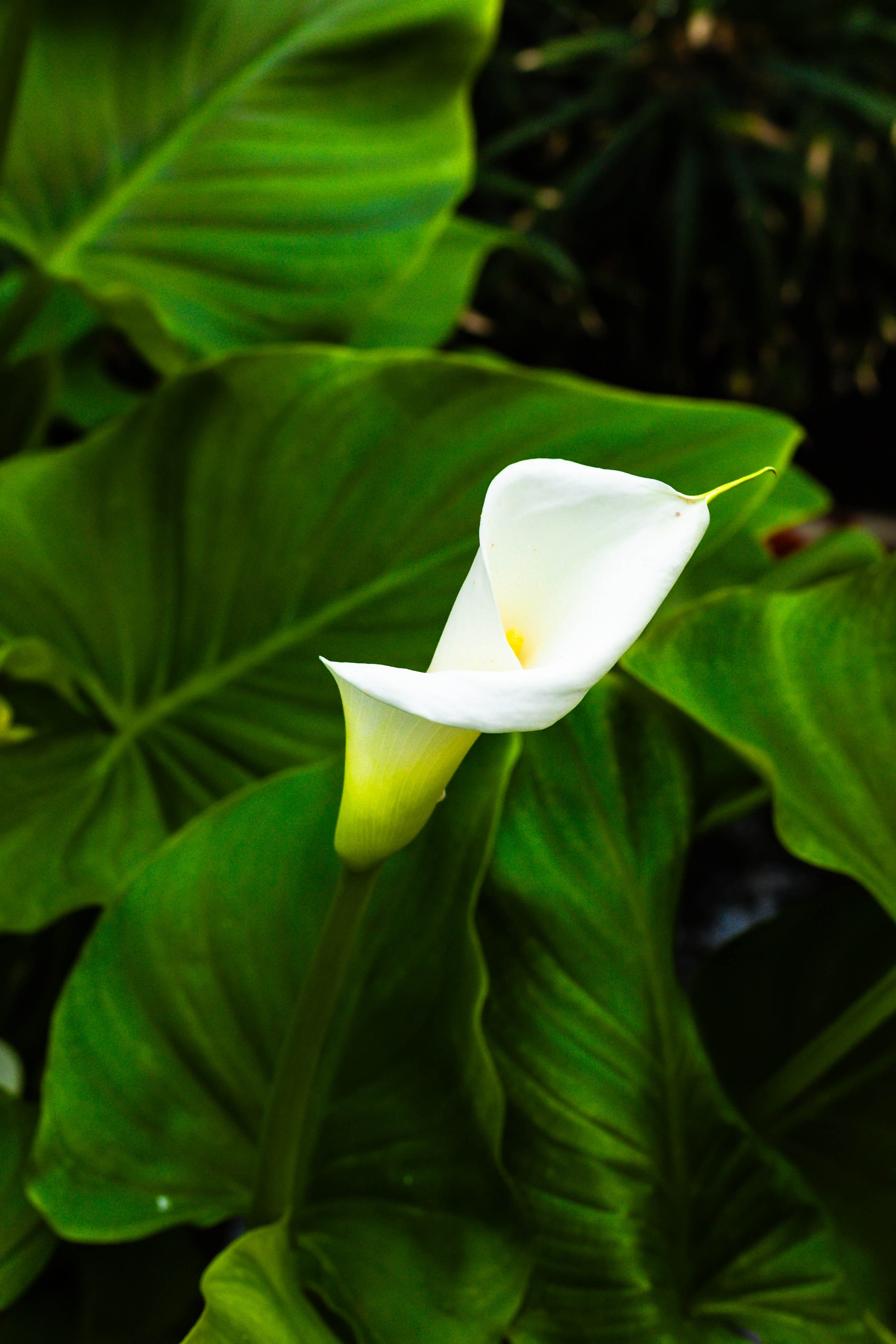 Фотографии природы Липецка. Свадебный и семейный фотограф Виолетта в Липецке