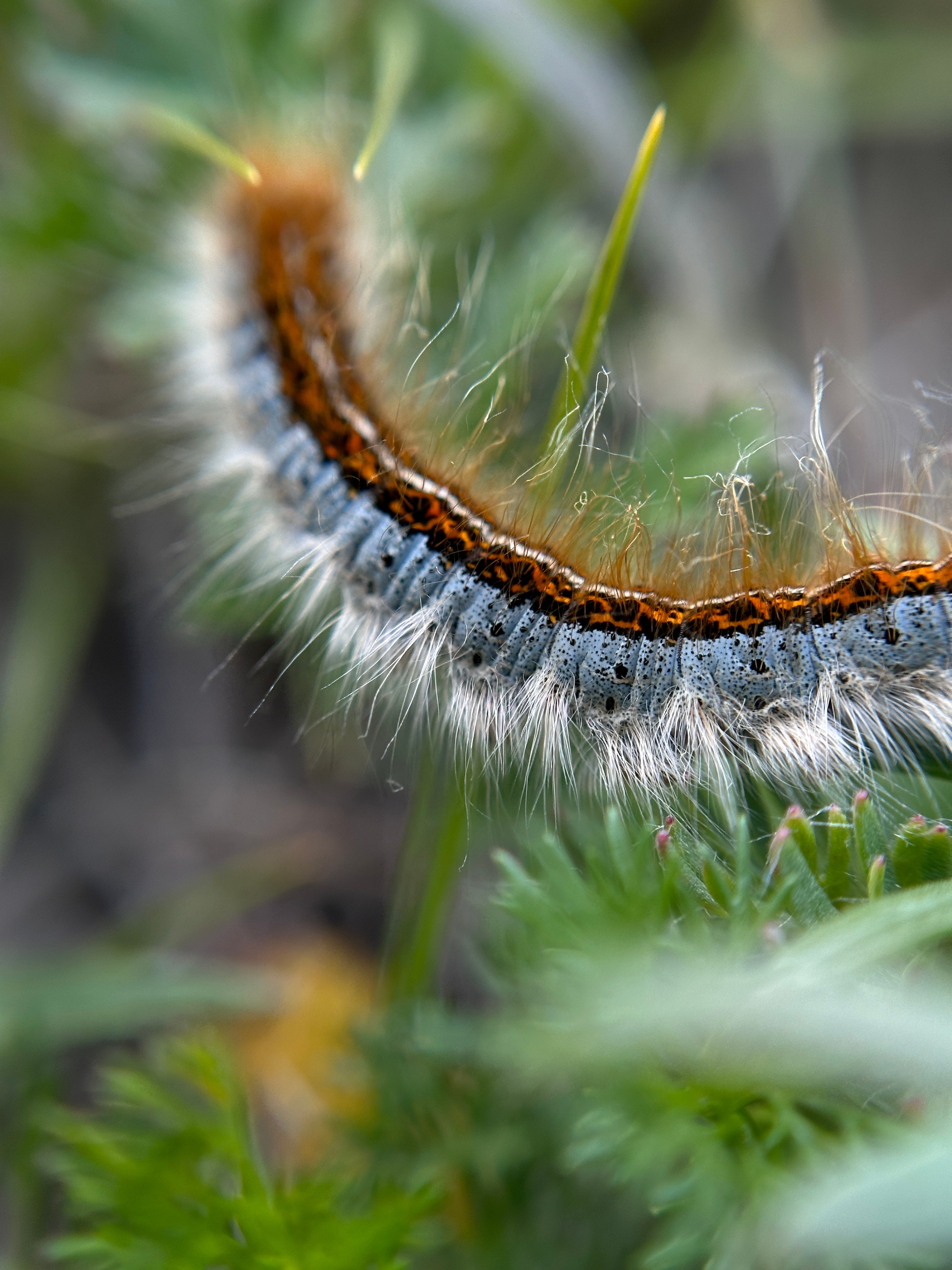 Макро любовь. Смотри, красота!