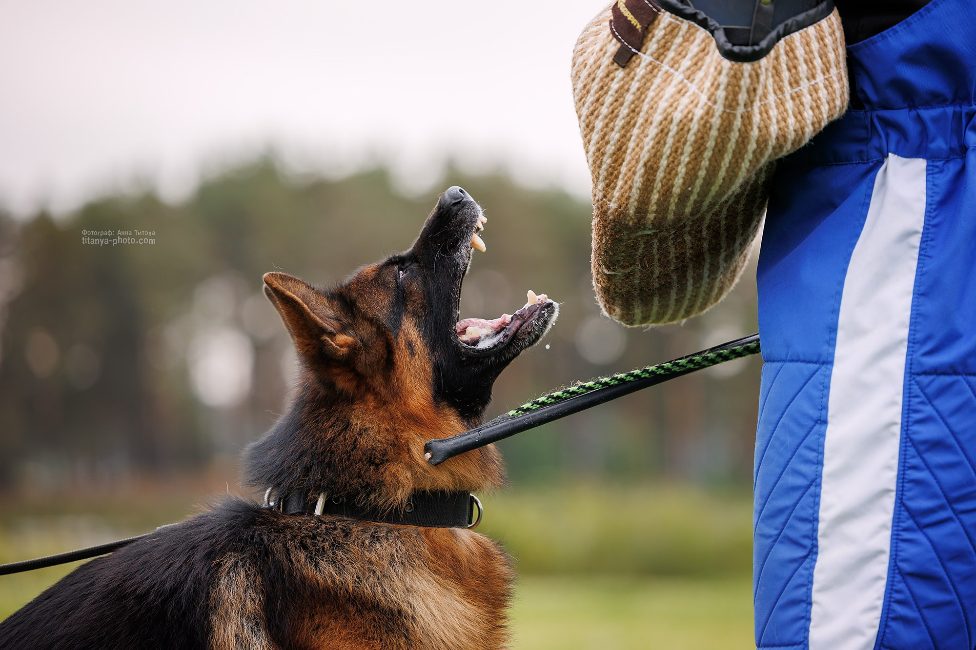 Тренировка по защите в питомнике немецких овчарок «Легенда Волги». Фотограф собак, фотограф-анималист Аня Титова (Titanya). Москва