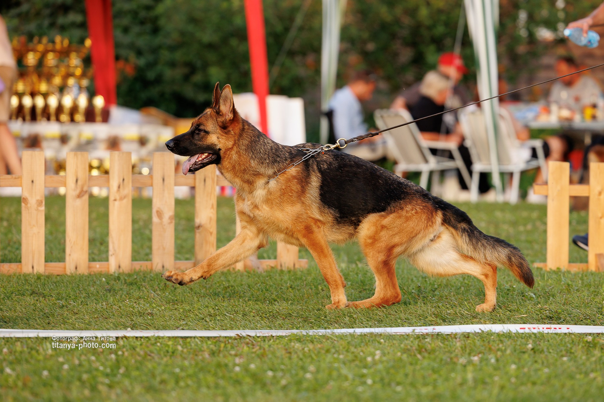 Немецкие овчарки: фото из рингов и вне ринга, мутпроба (фотографии с выставок). Фотограф собак, фотограф-анималист Аня Титова (Titanya). Москва