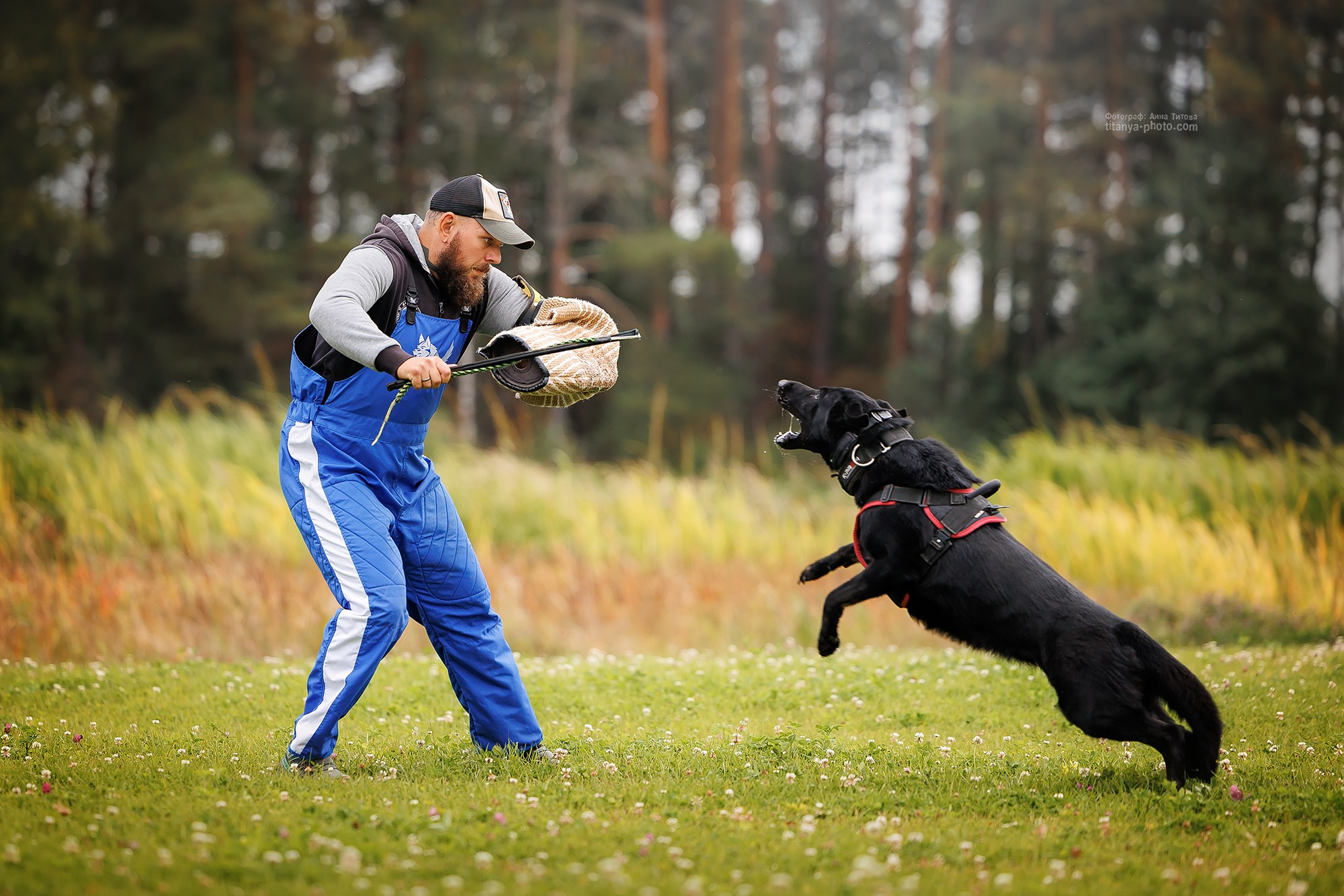 Тренировка по защите в питомнике немецких овчарок «Легенда Волги». Фотограф собак, фотограф-анималист Аня Титова (Titanya). Москва