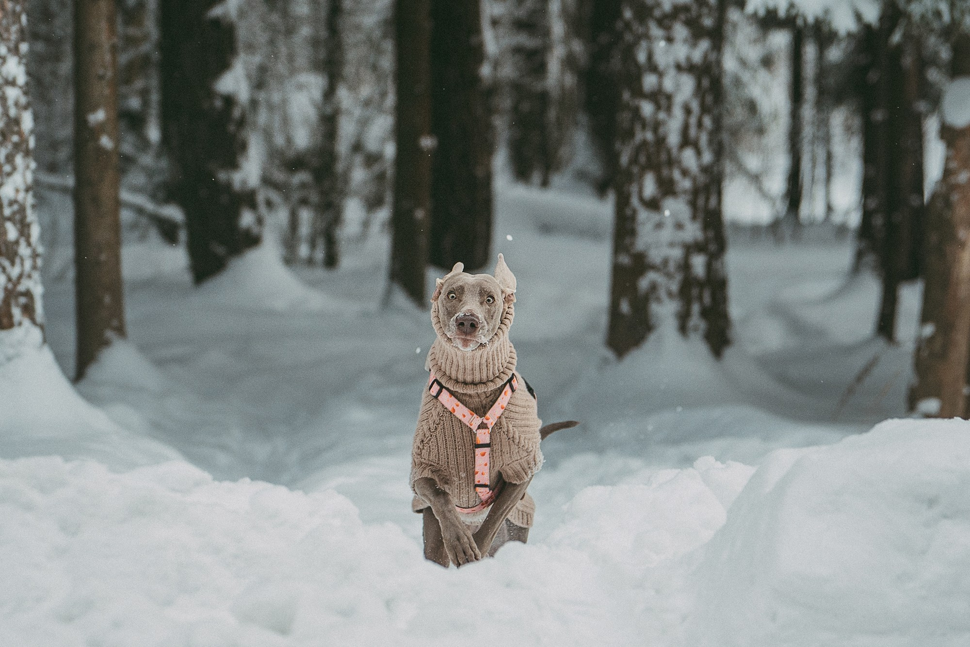 Лена и Фанни. Фотограф анималист в Москве и Санкт-Петербурге Свиридова Анна