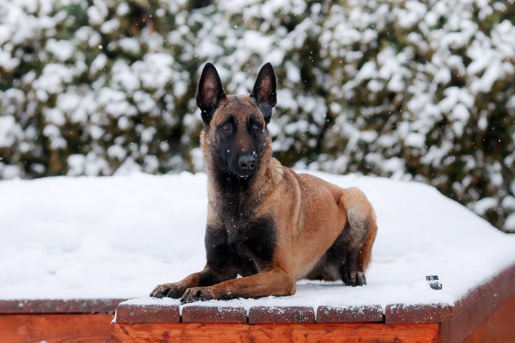 Зимние портреты. Фотограф-анималист Mary Mart — Москва, Питер