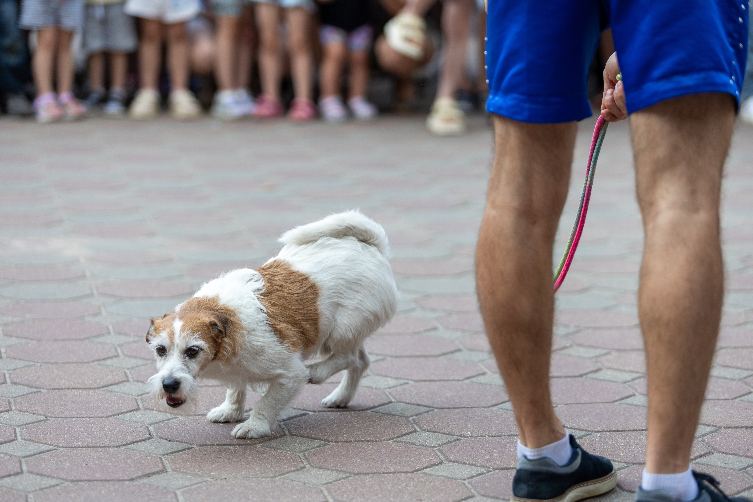 Детифест в дудутках. Профессиональный интерьерный и репортажный фотограф Минск и РБ. Максим Орлов