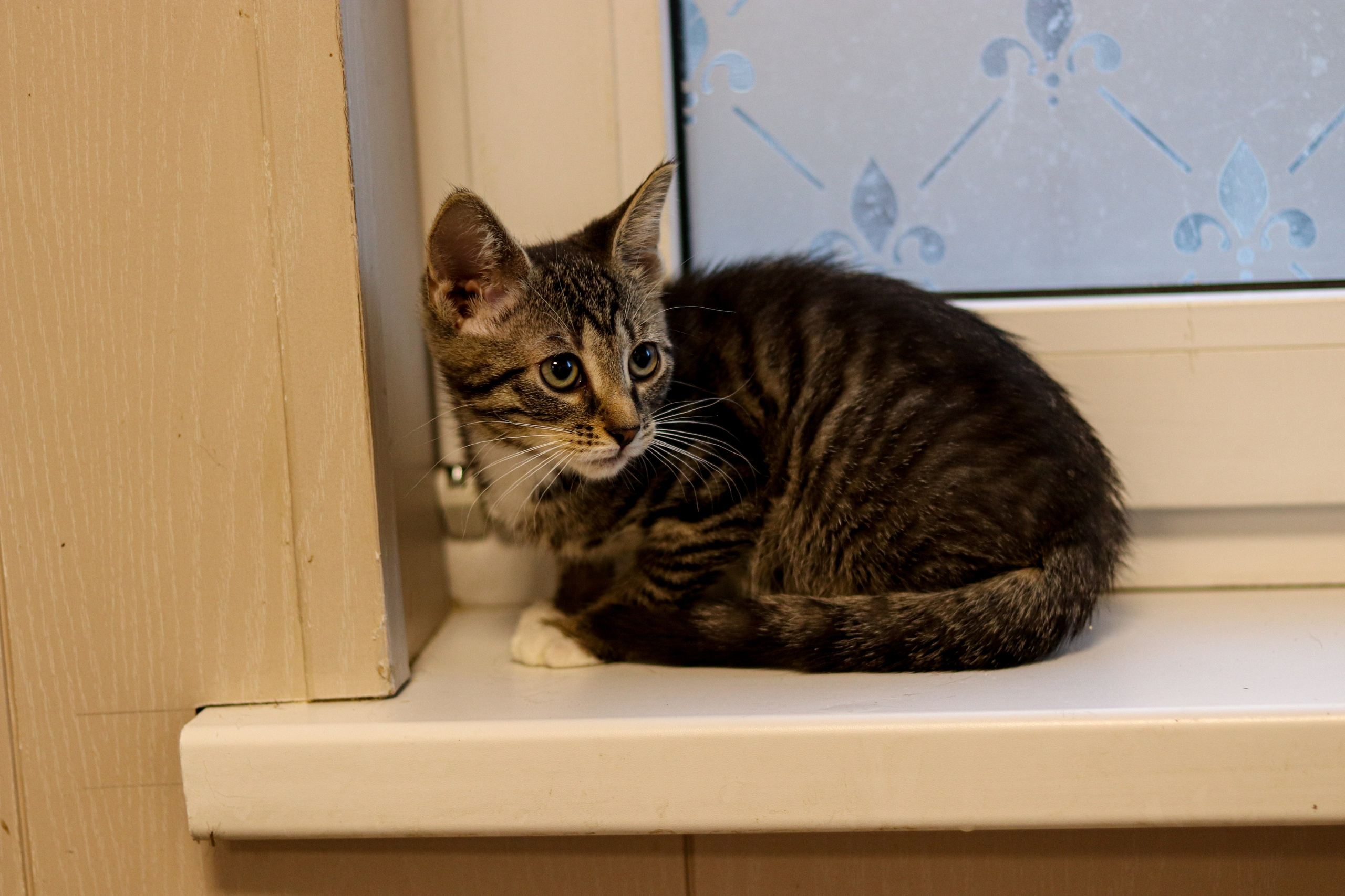 Петербургский дом кота (27 июня 2024). Ивентный фотограф в Санкт-Петербурге Олег Комков