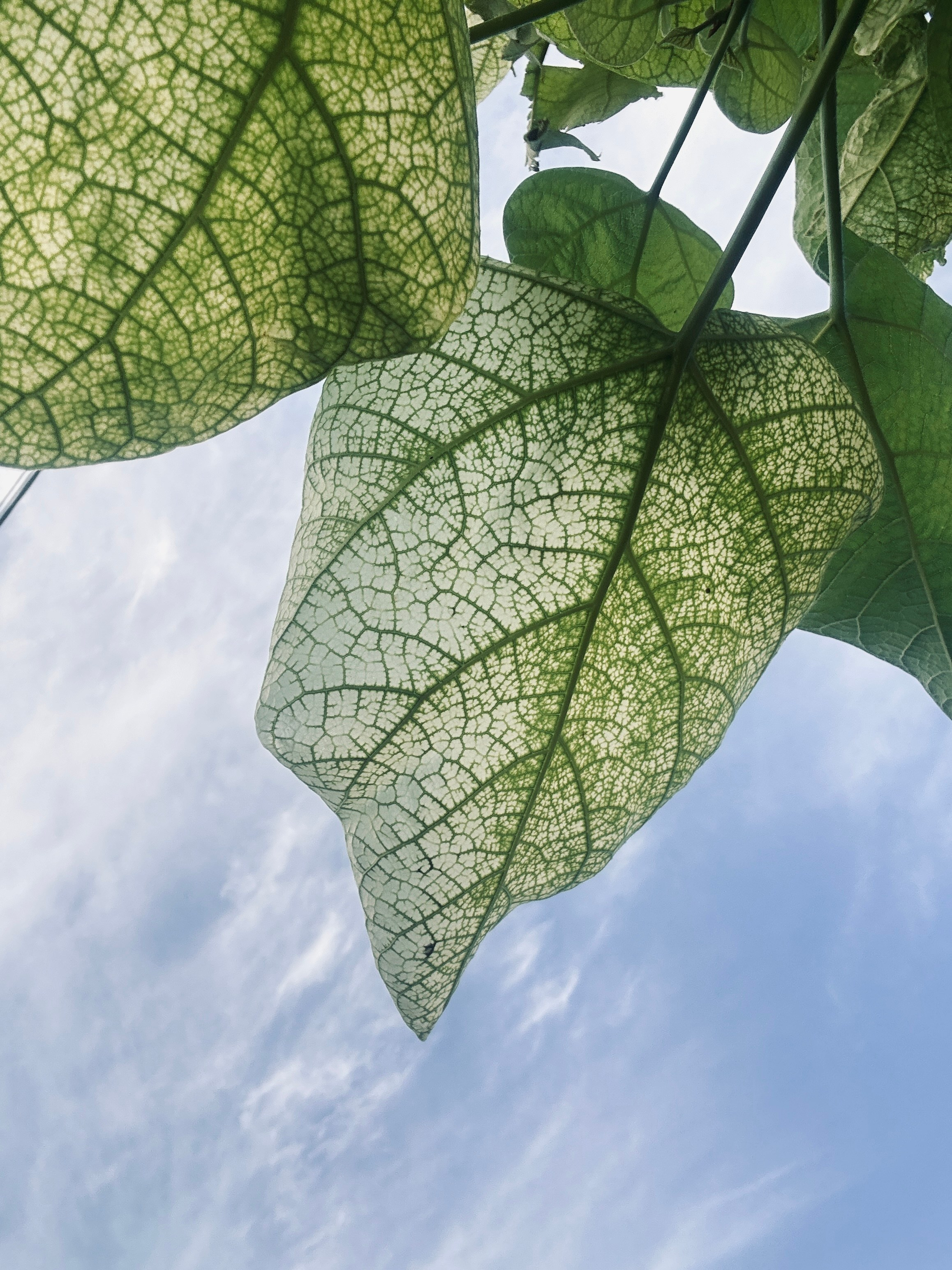 Флора и фауна. Смотри, красота!