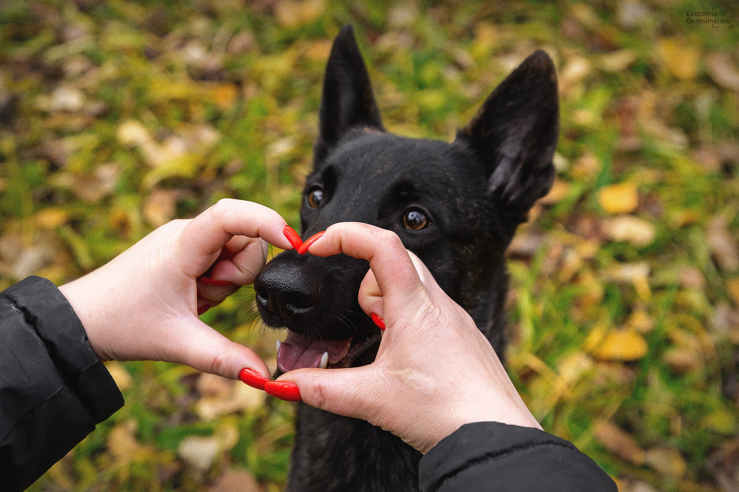 Хердер Трикси и Малинуа Хеда. Htykk_photo
