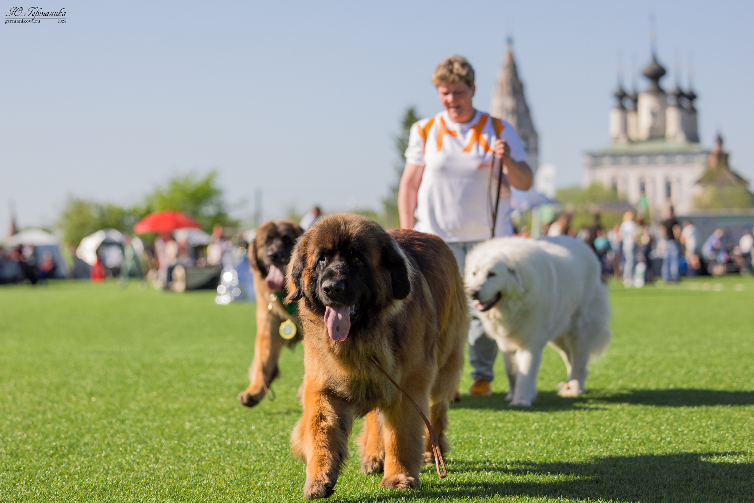 Суздаль 18-19.05.2024. Фотограф-анималист Юлия Германика