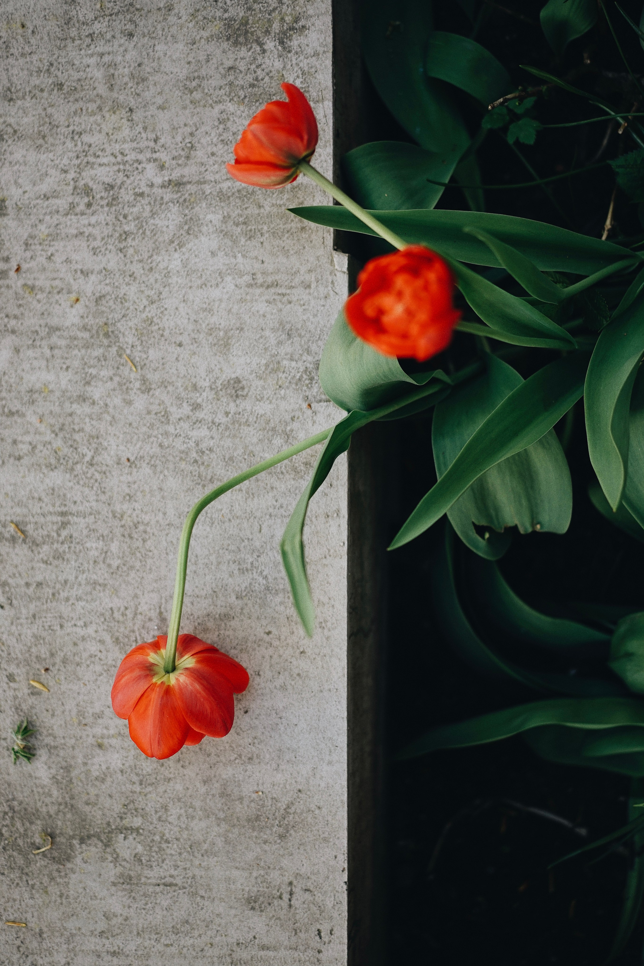 Nature. Ксения Копна. Фотограф из Санкт-Петербурга