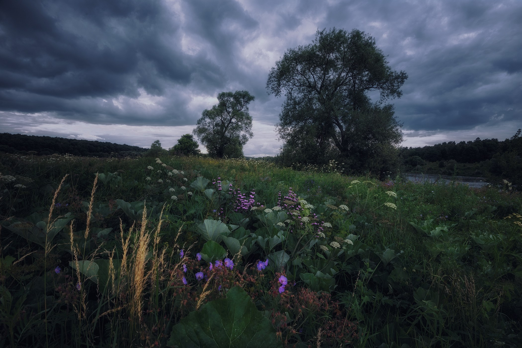 Volkovart.ru forest landscapes. Volkovart.online nature photography