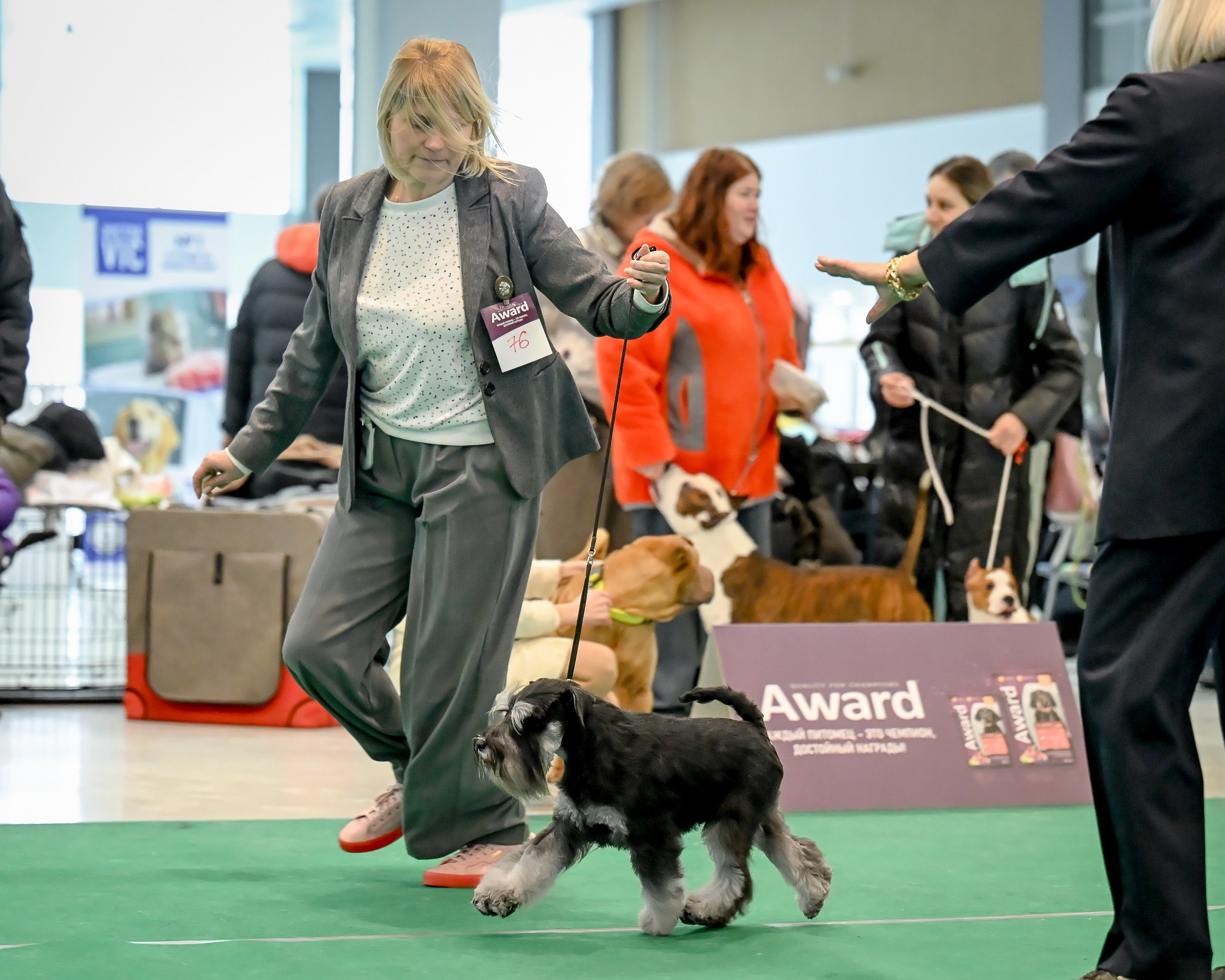 Цафир/ Delinso Balance Сzafir Lumier. Питомник цвергшнауцеров в Беларуси «Делинсо Бэлэнс»