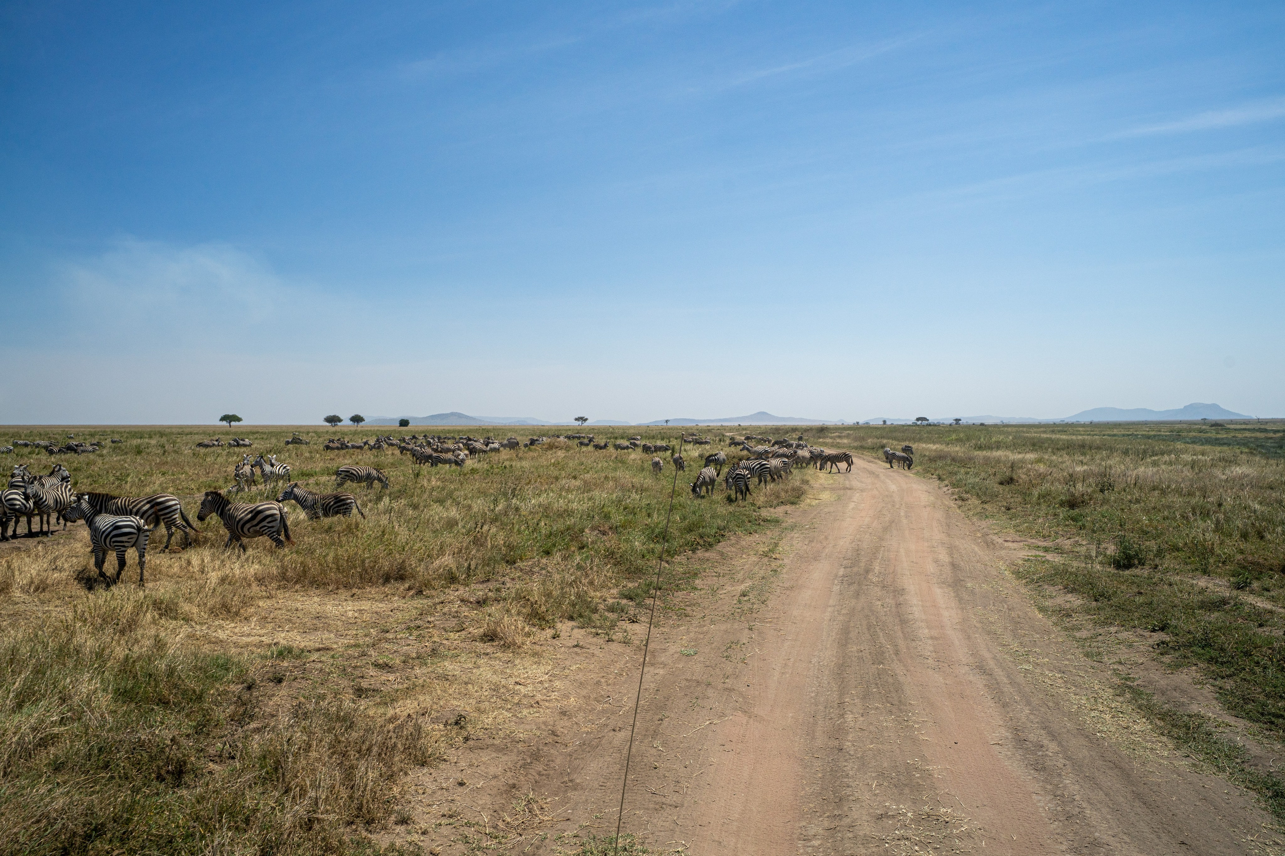 Танзания, сафари, 2025. Творческие сьемки