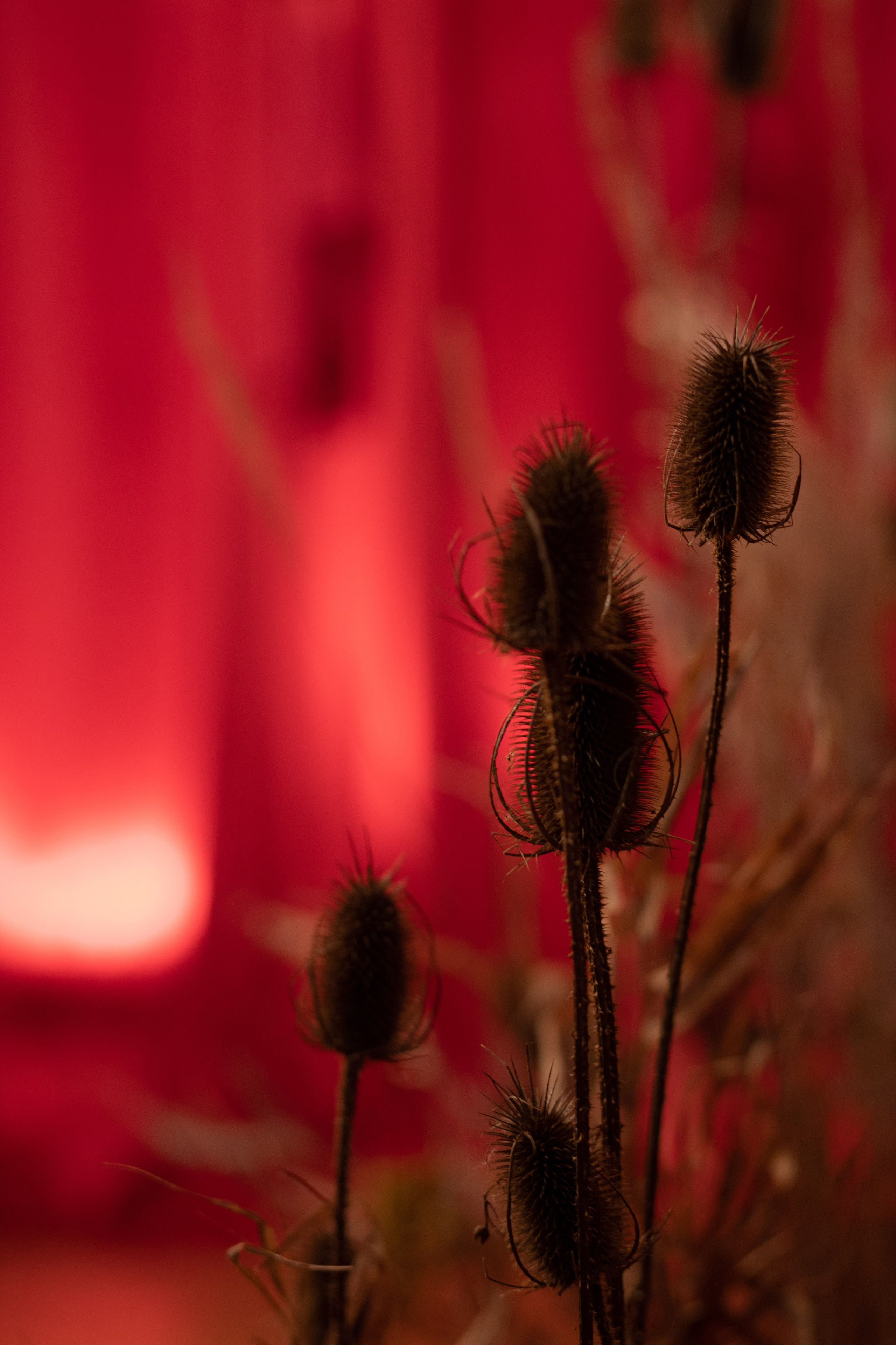 Новогодний корпоратив в фольклорном стиле. Особняк Лемана. Оформление свадеб, декор свадеб Вера Маркова, Москва