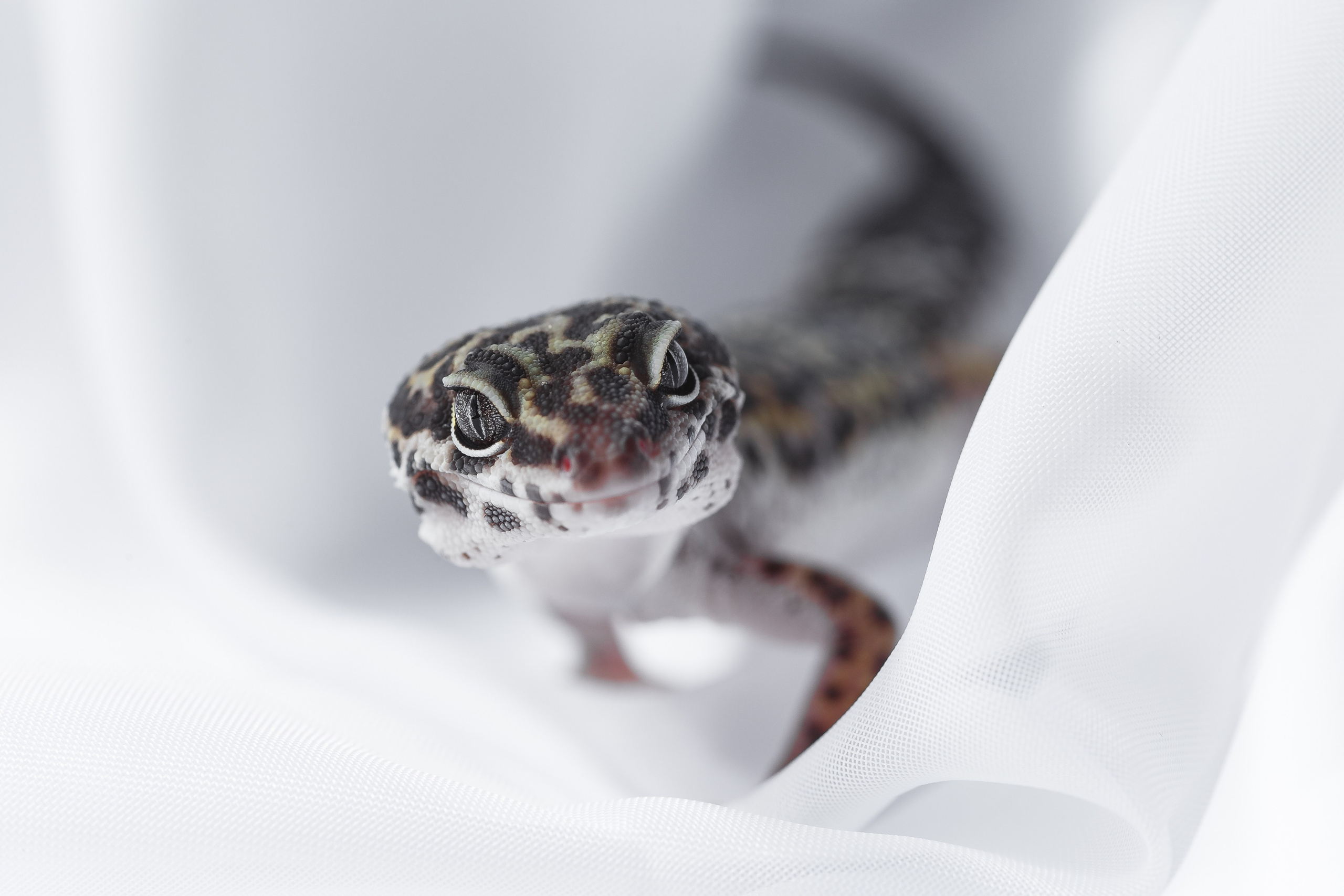 Собаки, кошки и др. животные. Семейный фотограф в Екатеринбурге