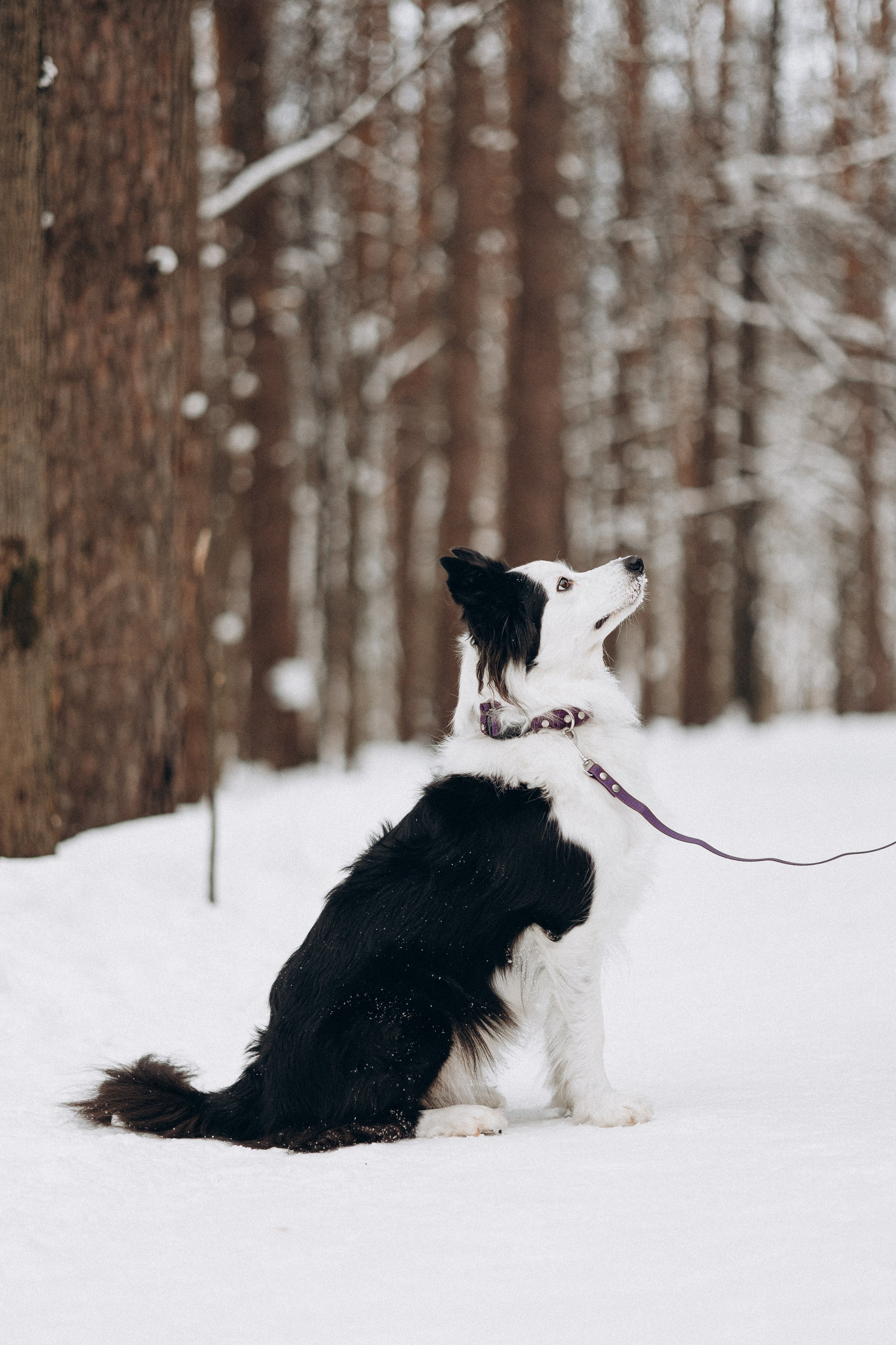 Амуниция «Бобик» 2. Фотораф — анималист Мария Шистка