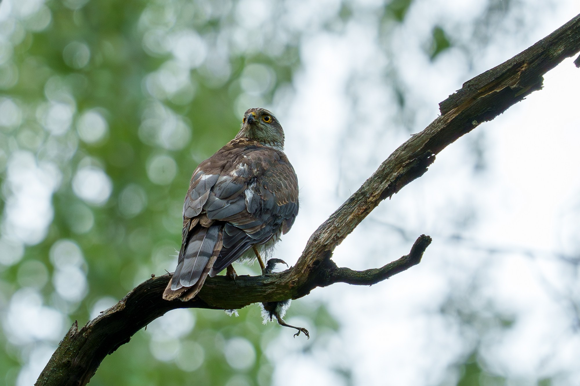 Удивительные мир птиц. Вокруг нас столько прекрасного — присмотритесь!. Ваш личный фотограф Марина Волкова