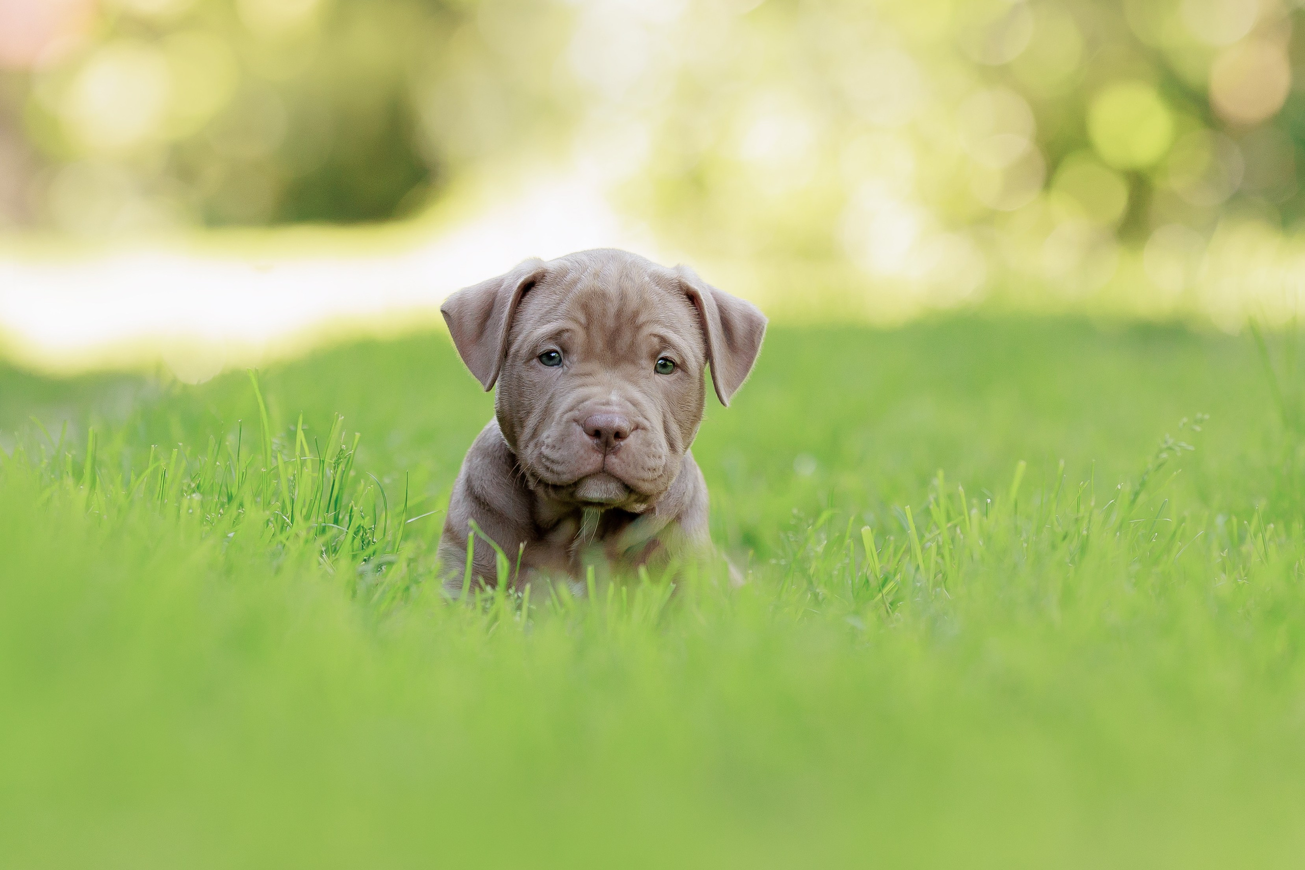 Анималистика. Репортажный фотограф Мария Мадзик
