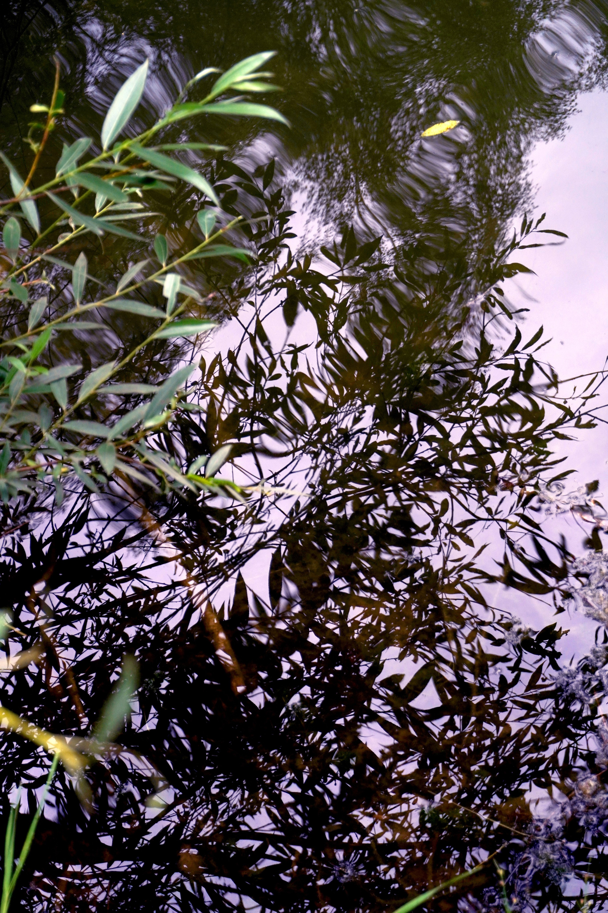 Природа. Настасья Проценко. Фотограф