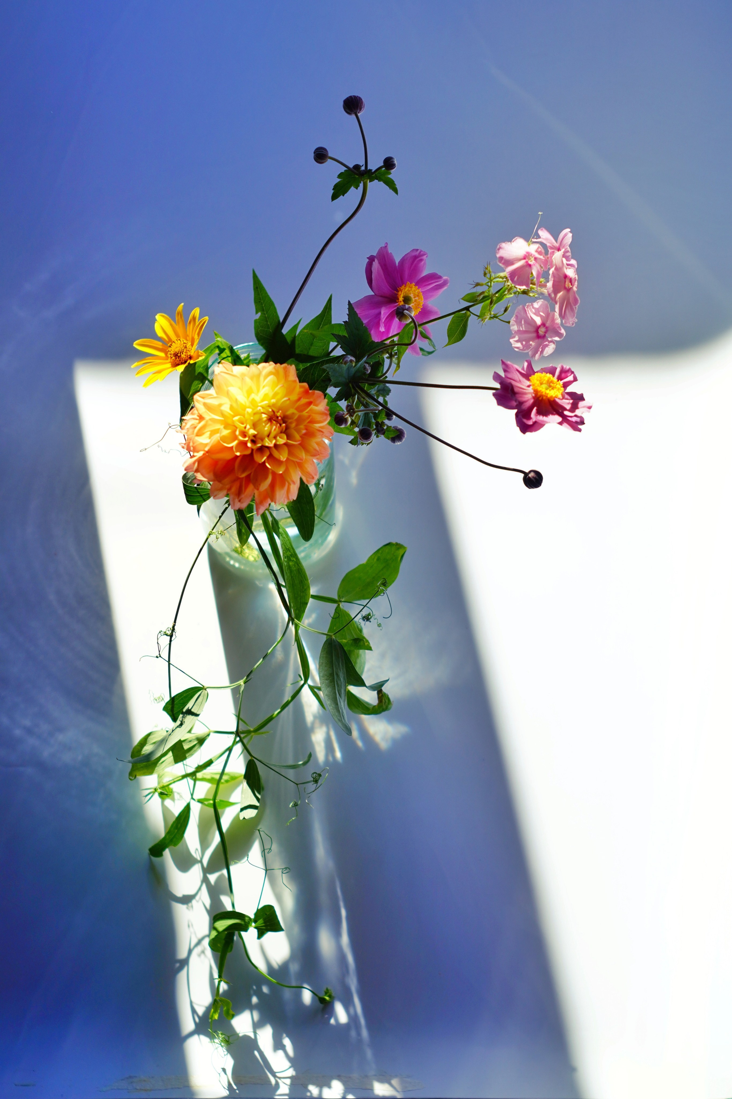 Натюрморт. Настасья Проценко. Фотограф