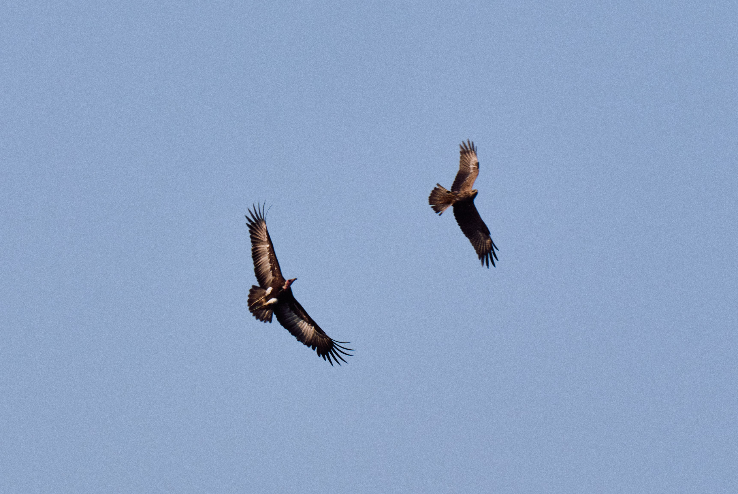 Archipelago Bissagos. See the moment and catche. commercial and reportage