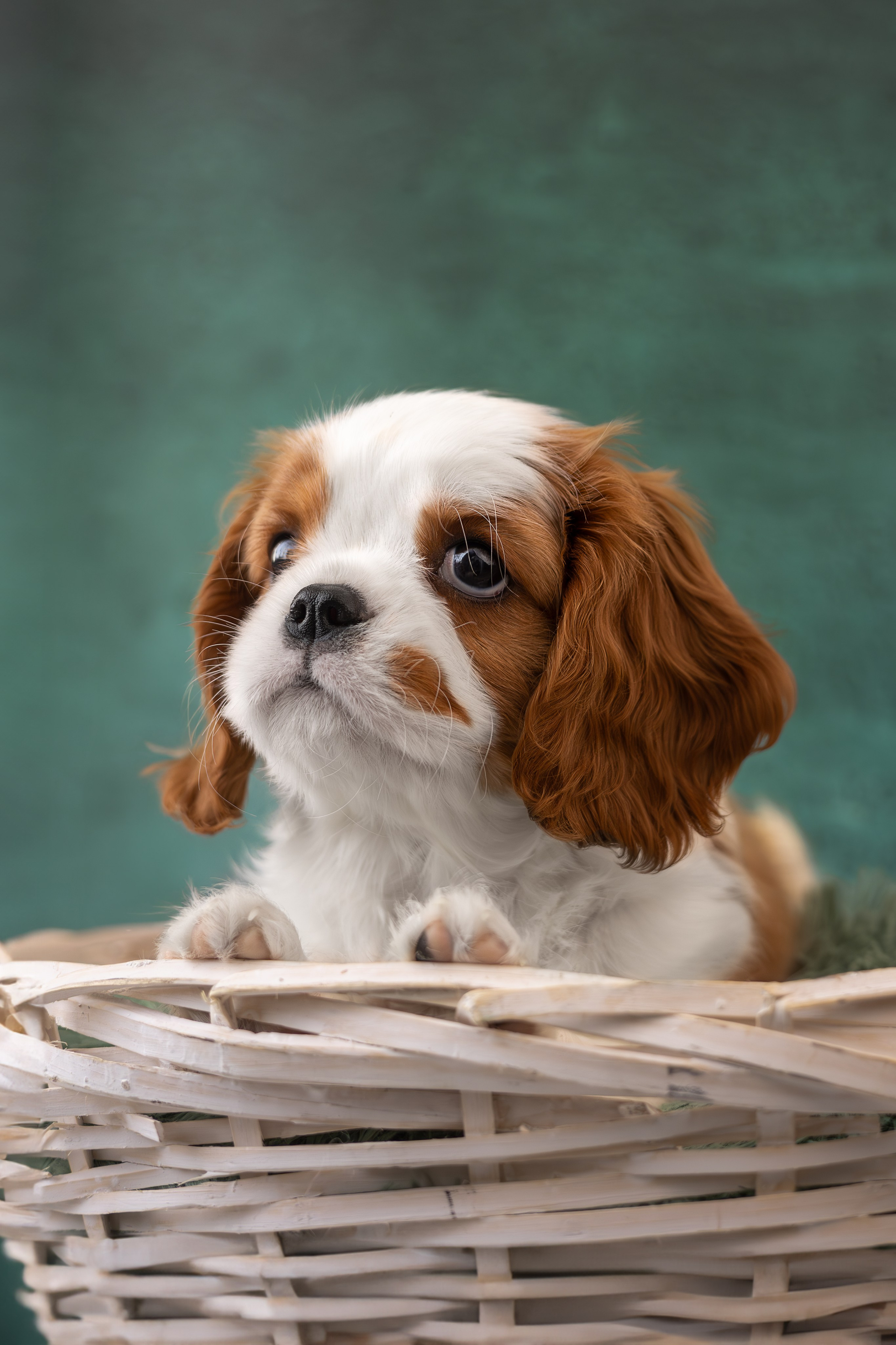 Детки кавалерчики. Ирина Голомб|Фотограф-анималист в  Сочи и Калининграде